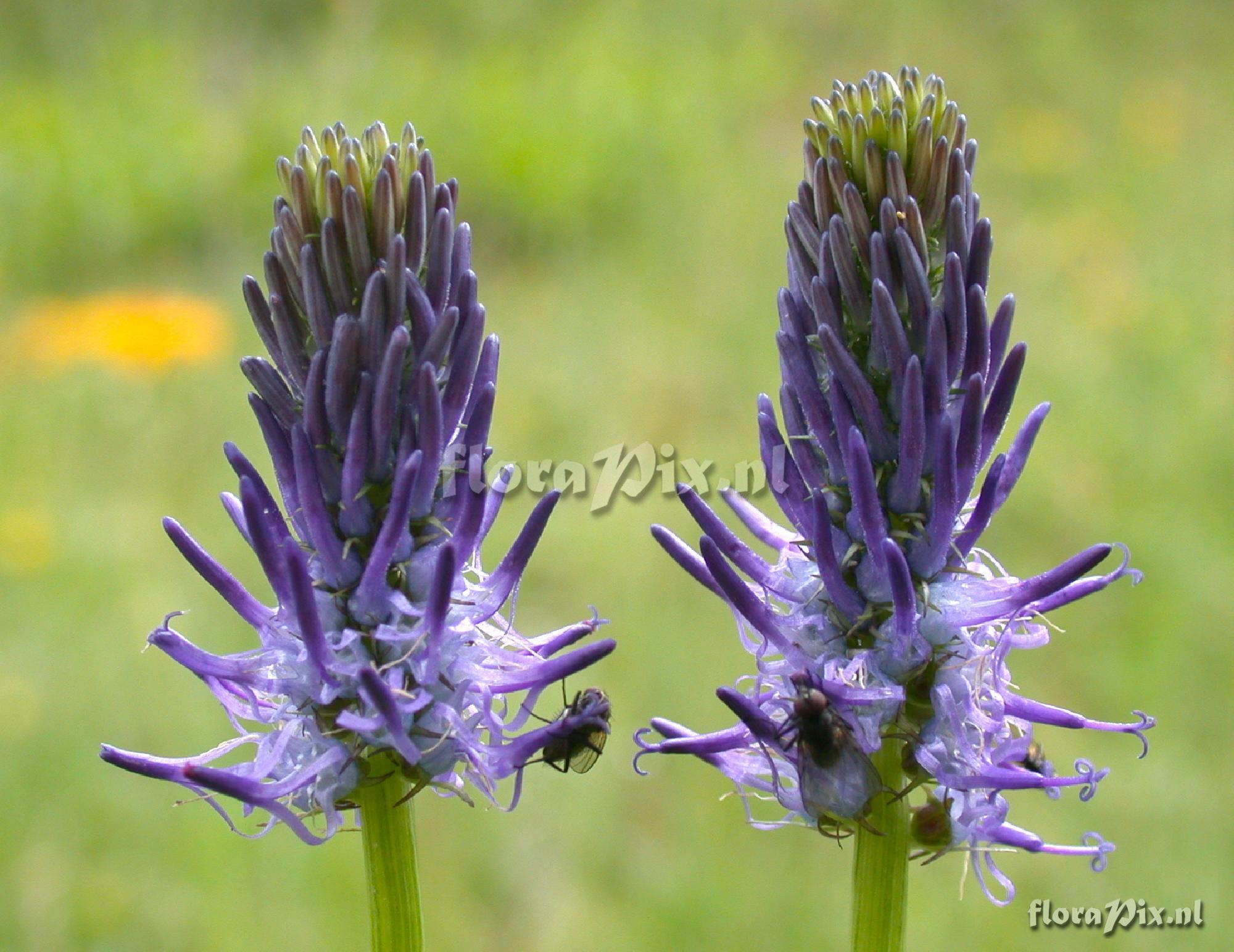 Phyteuma spicatum ssp. occidentale