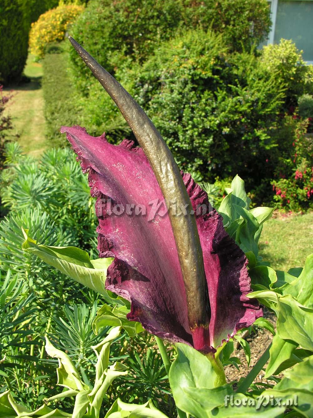 Dracunculus vulgaris