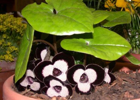 Asarum maximum