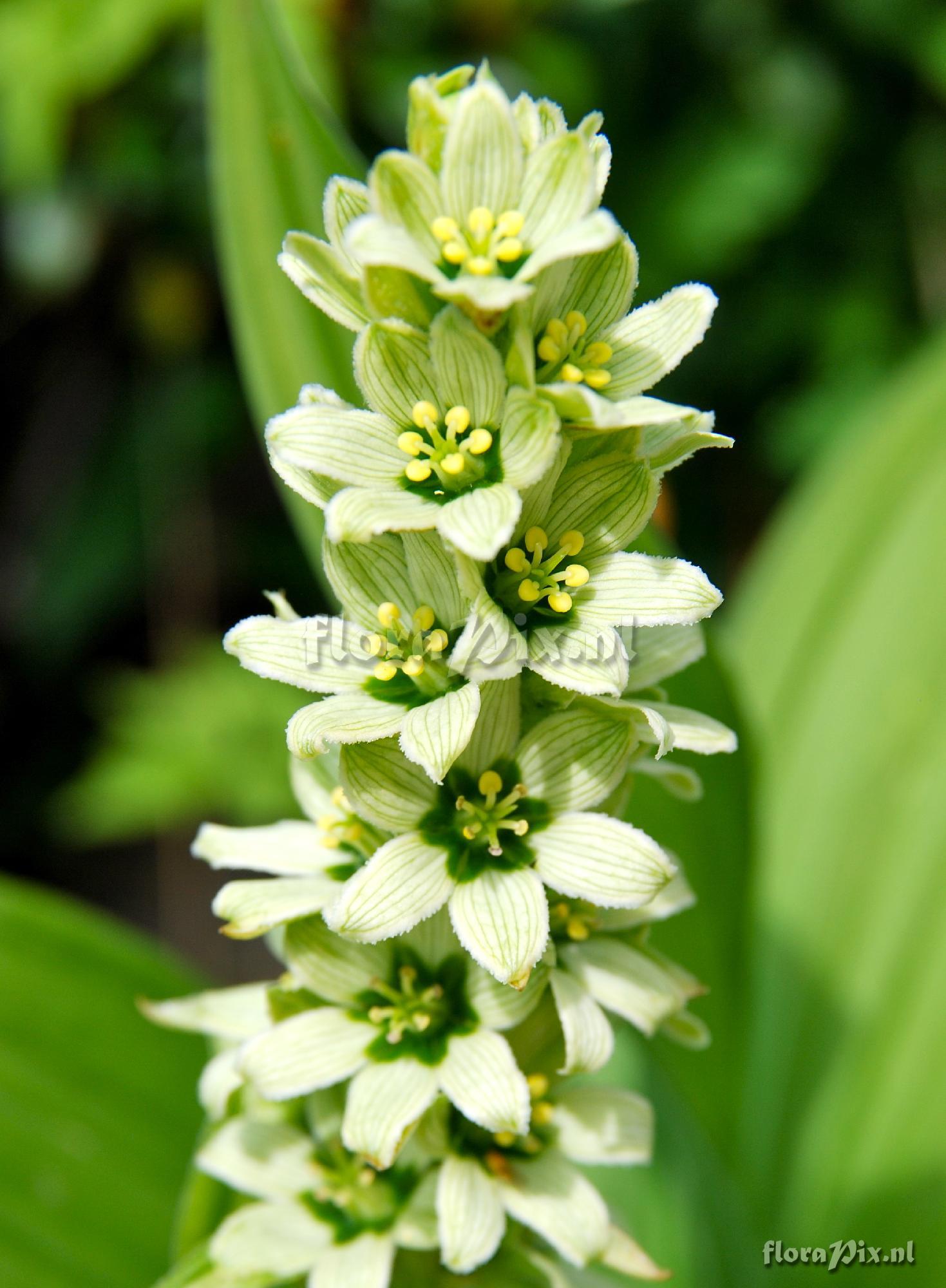 Veratrum album