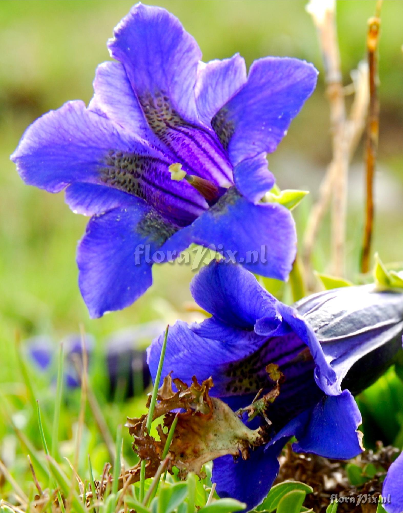 Gentiana species. G. acaulis or G. angustifolia