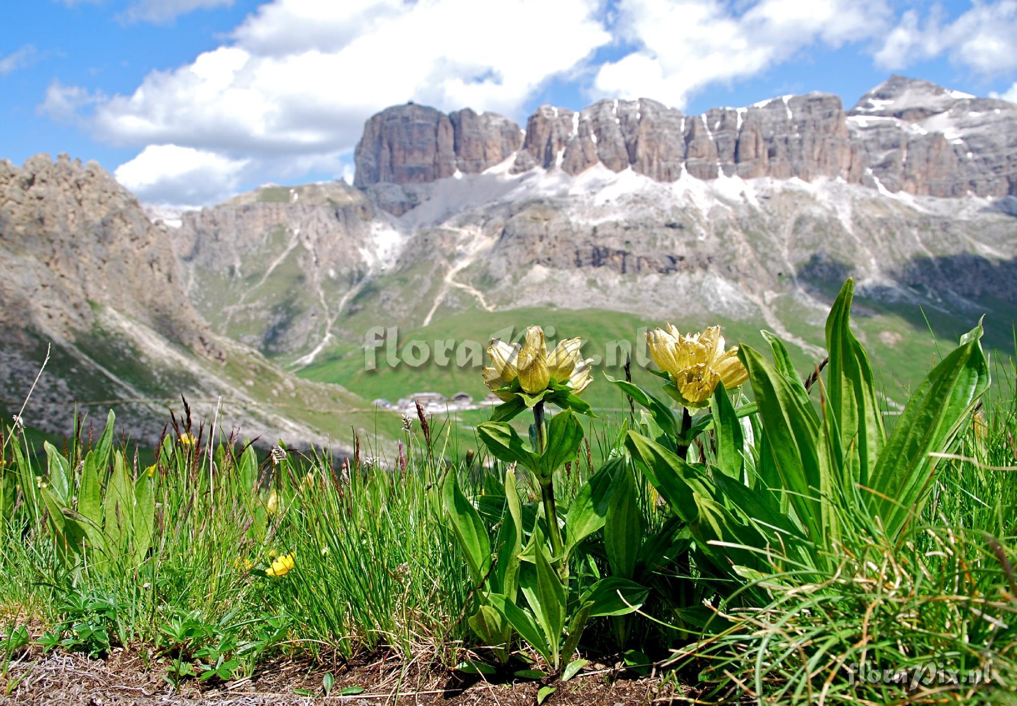 Gentiana punctata