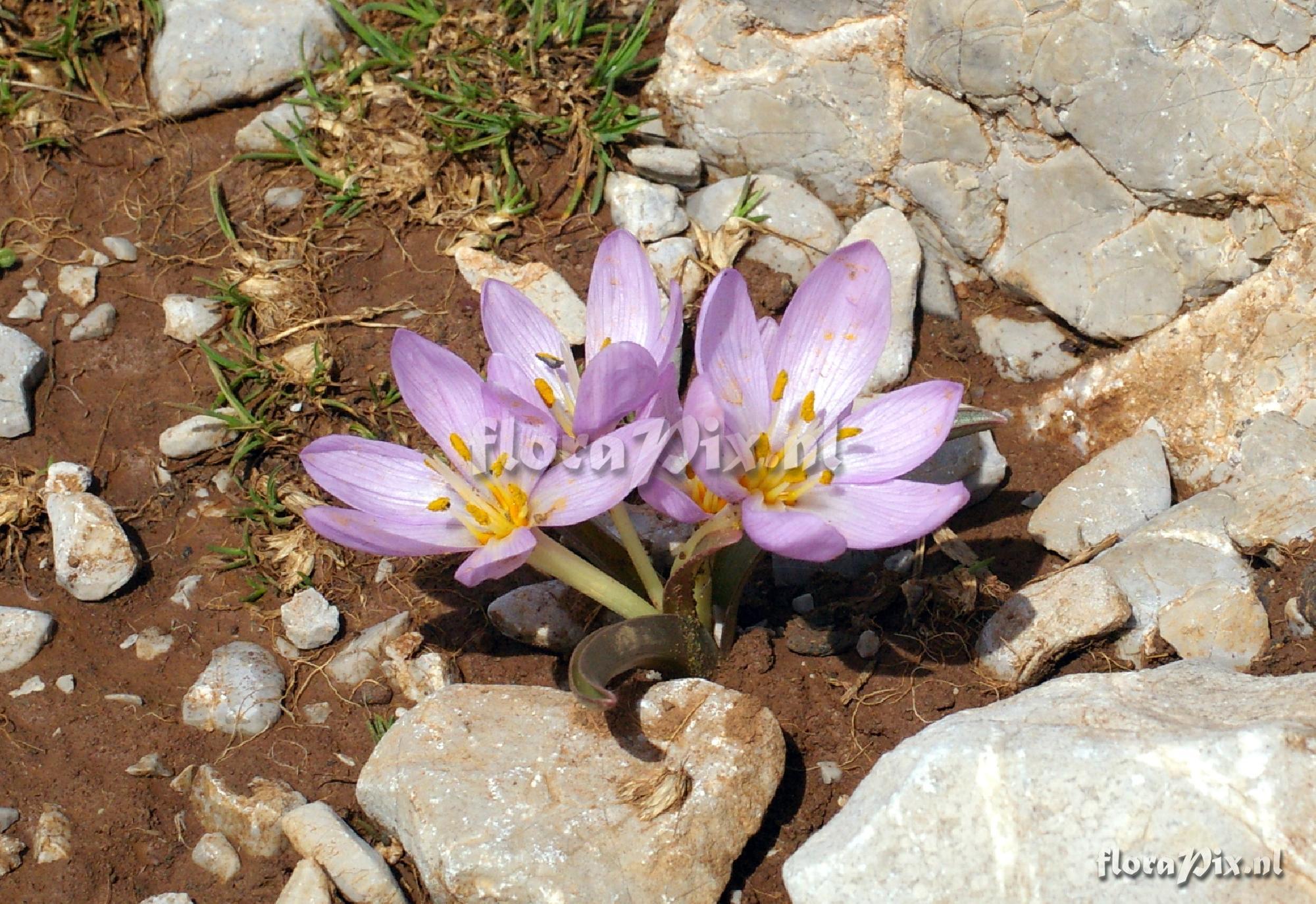 Colchicum triphyllum