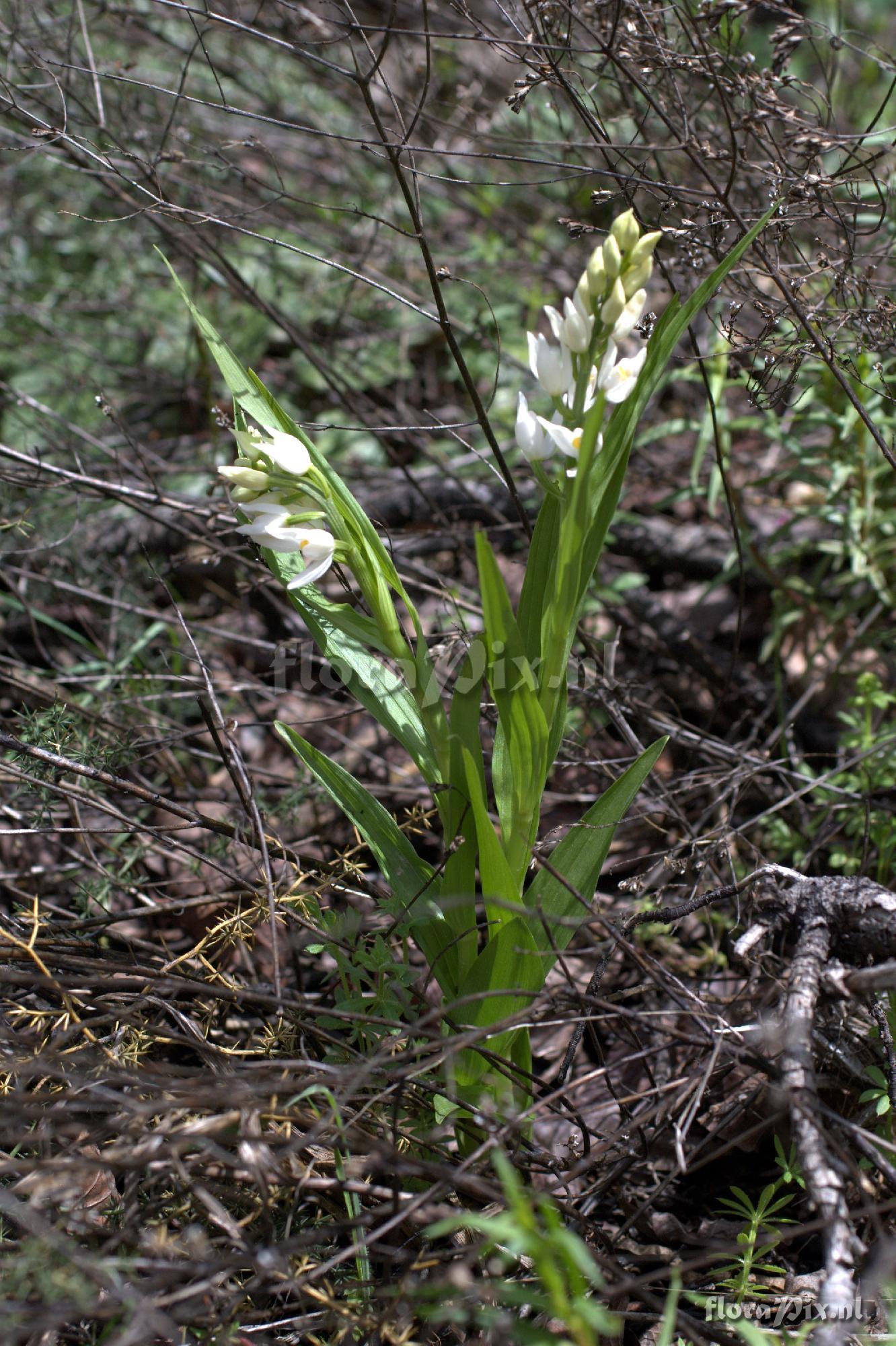 Cephalanthera longifolia