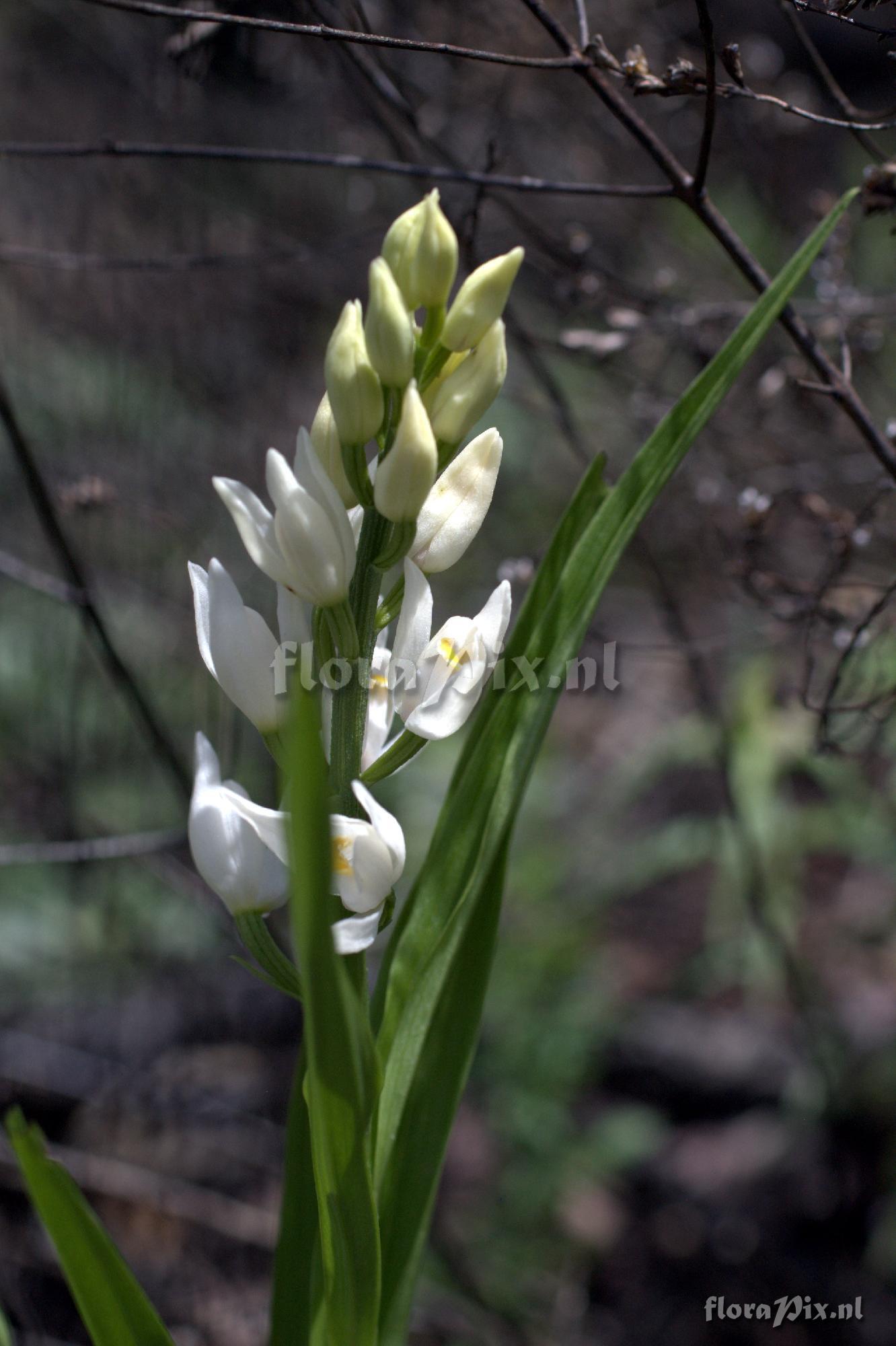 Cephalanthera longifolia