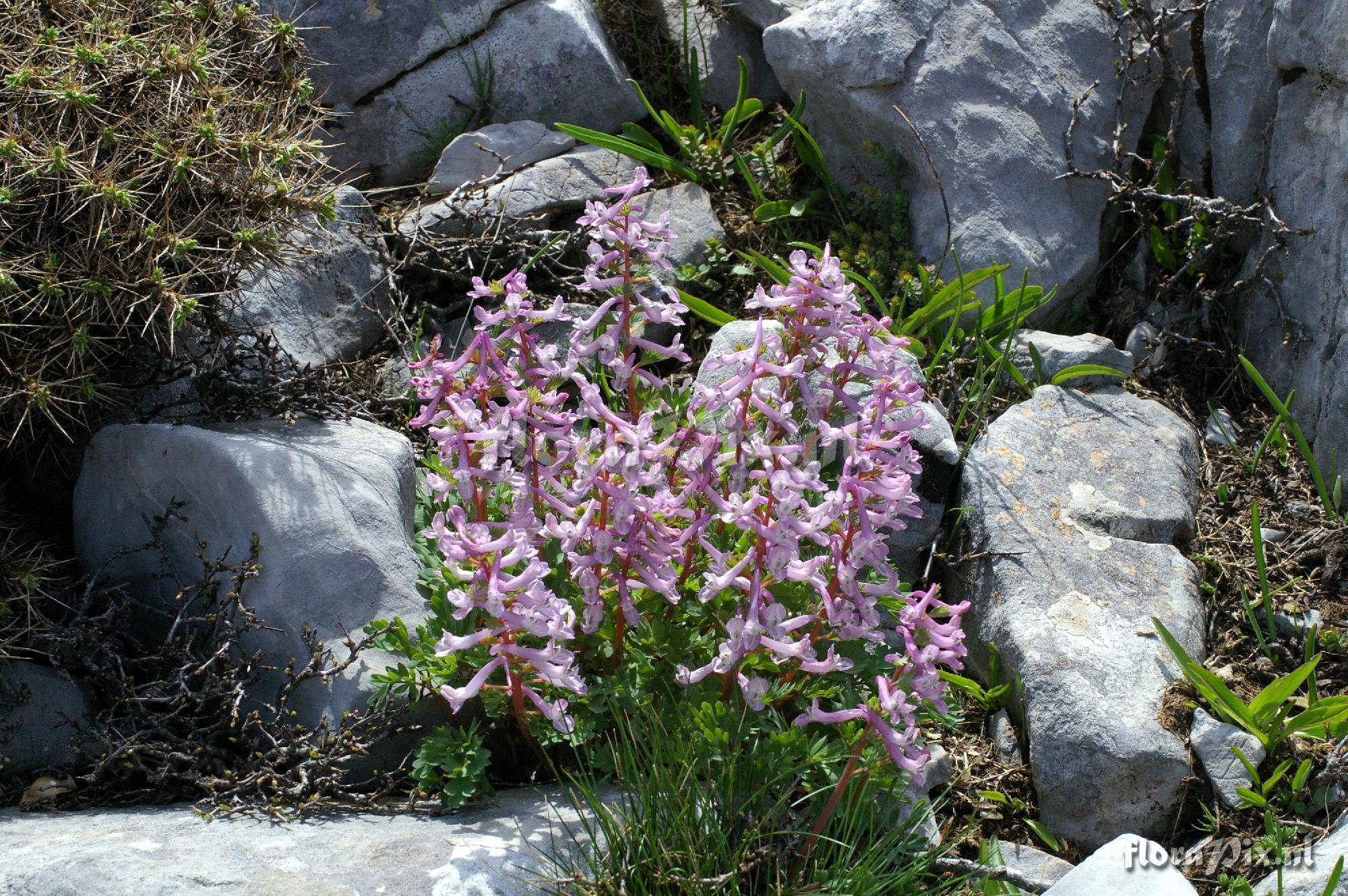 Corydalis solida