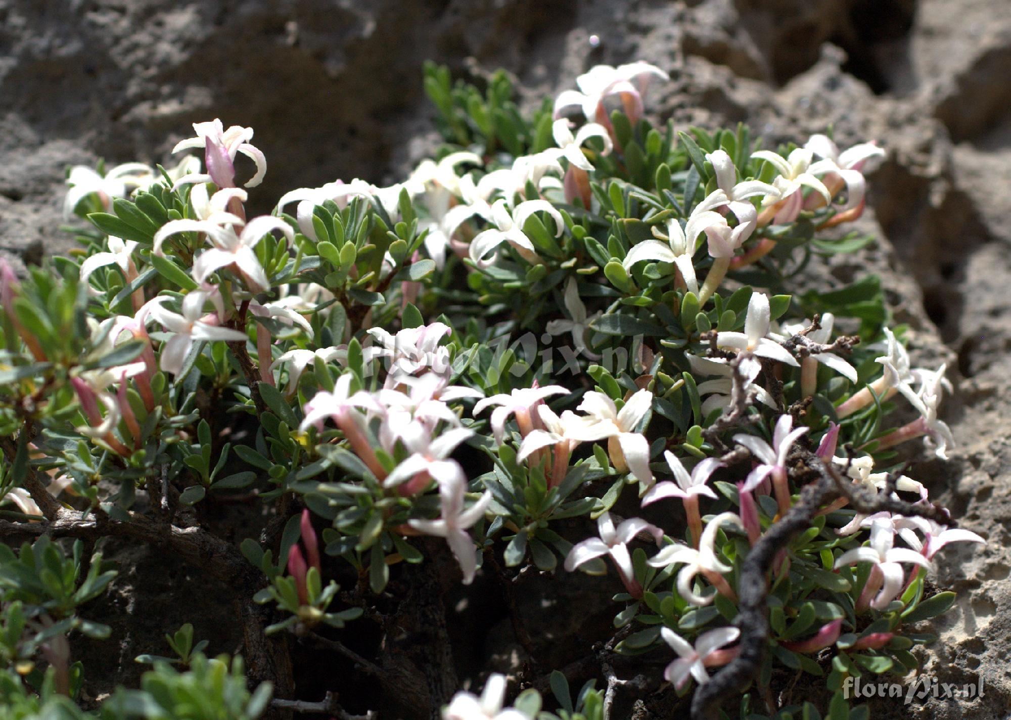 Daphne jasminea