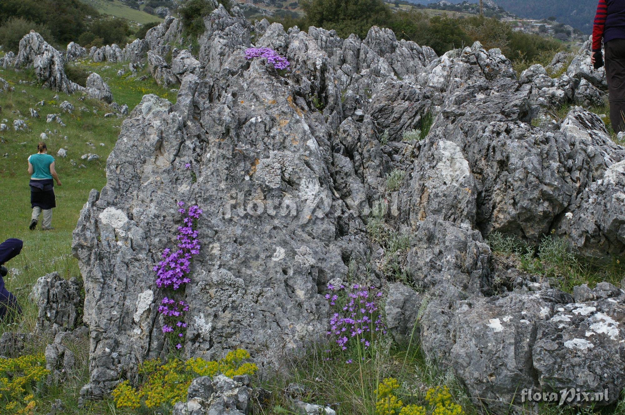 Aubrieta deltoidea