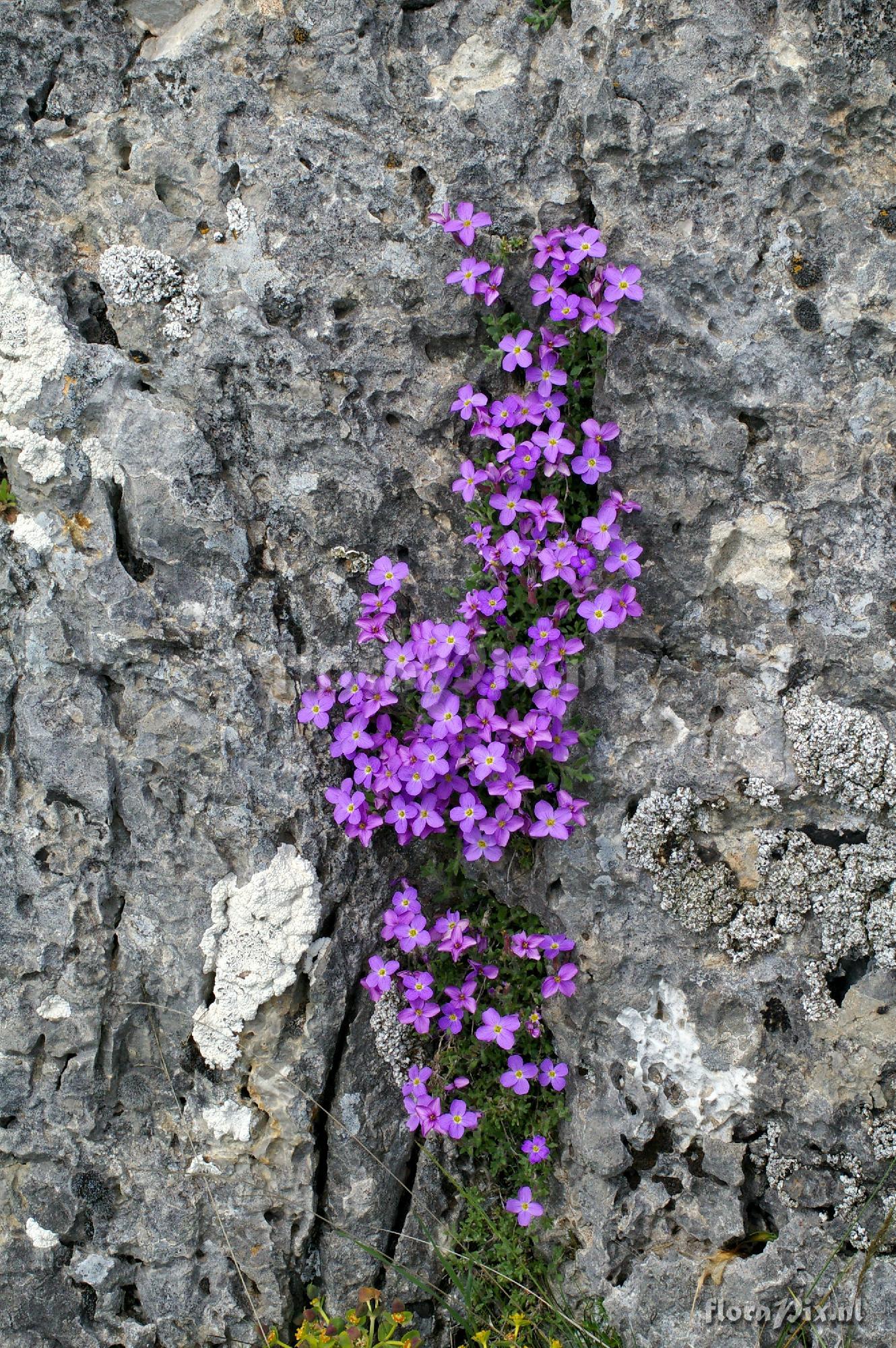 Aubrieta deltoidea