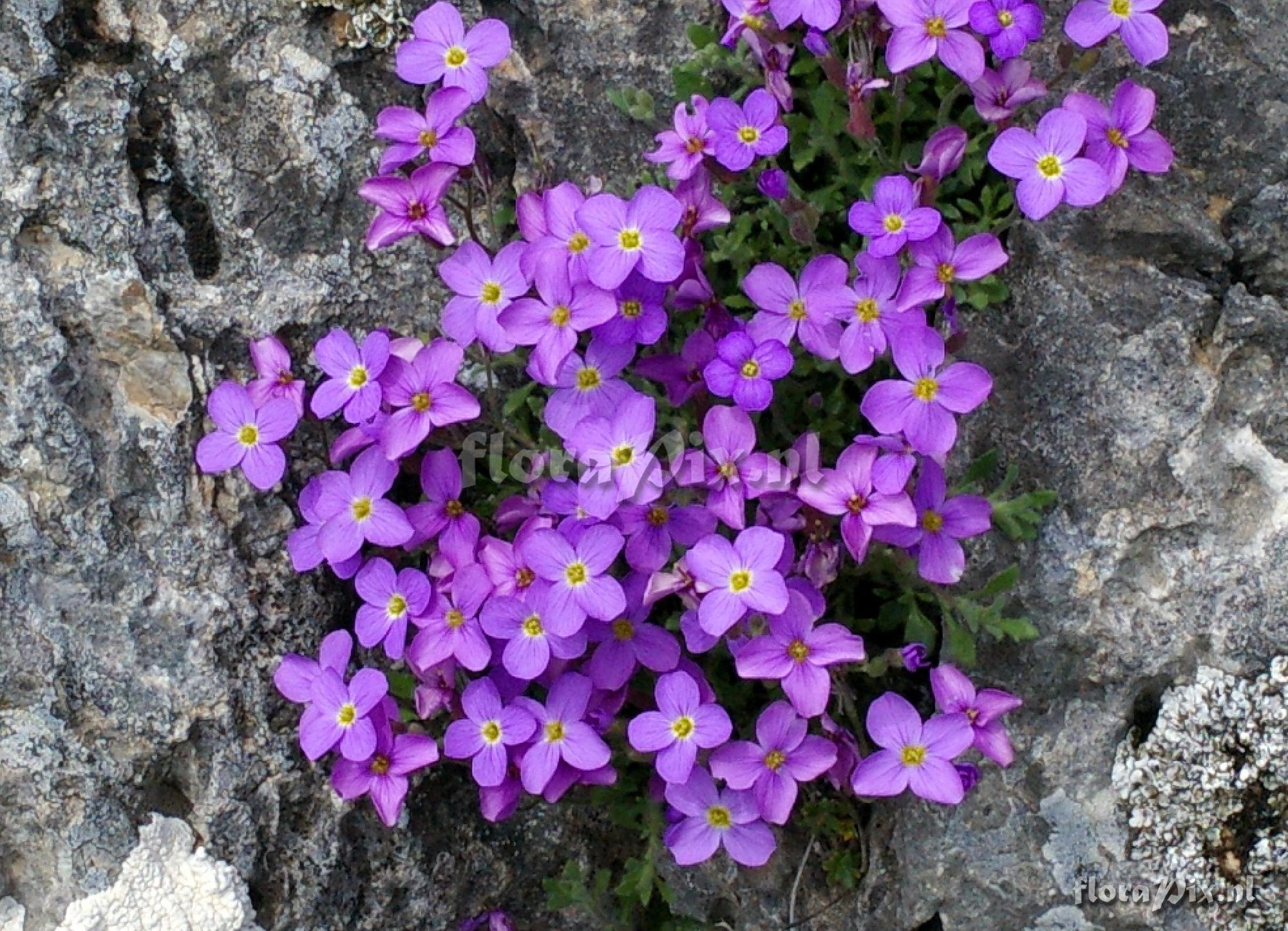 Aubrieta deltoidea