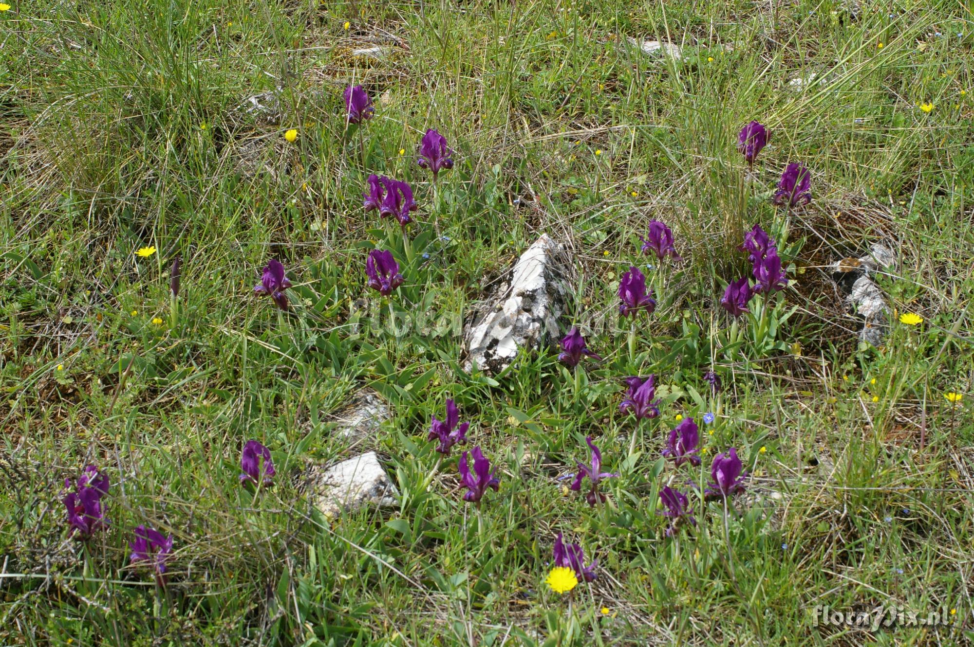 Iris attica