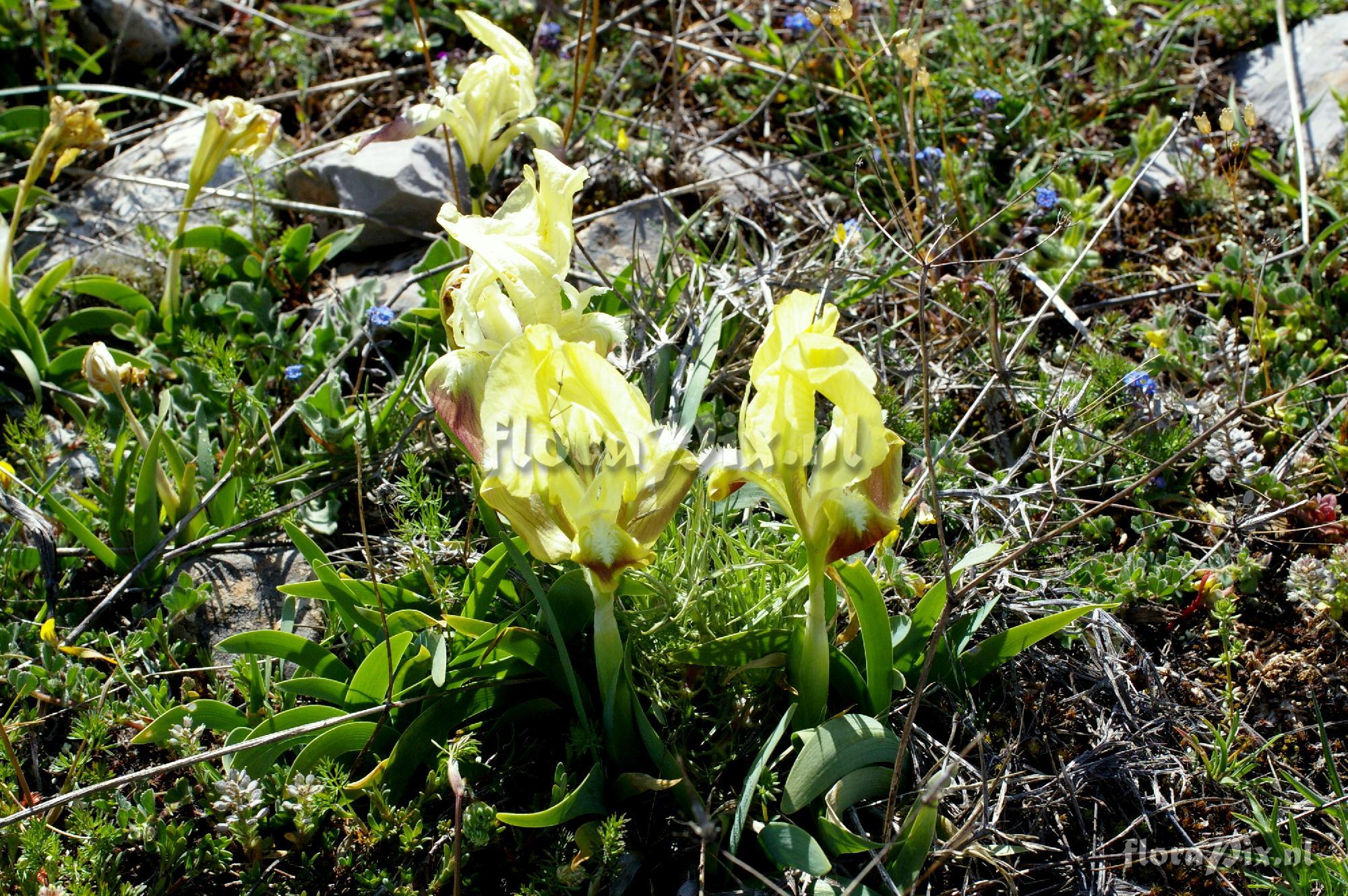 Iris attica