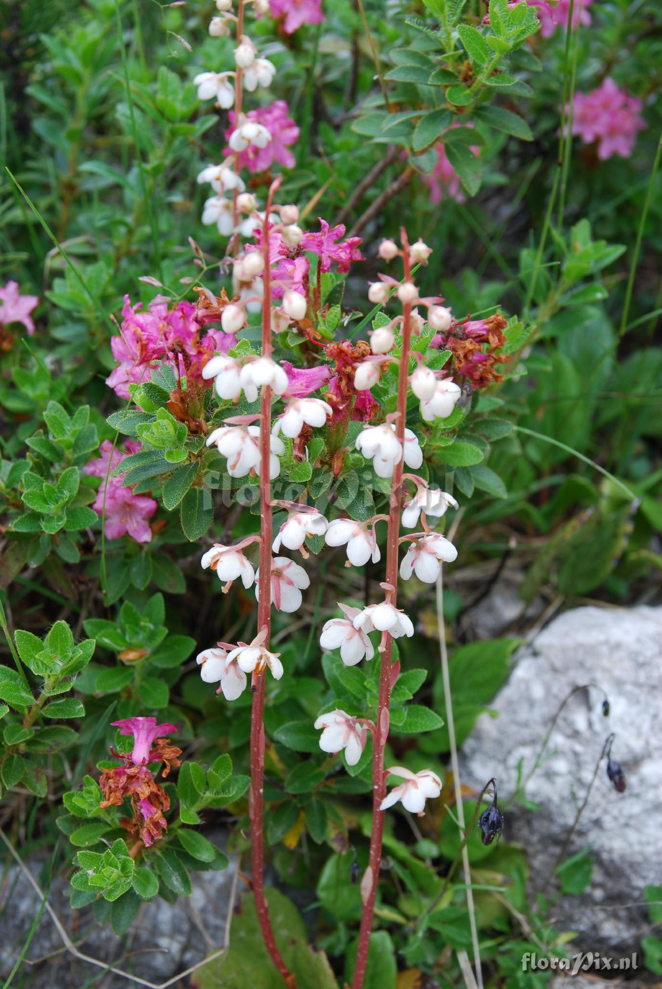 Pyrola rotundifolia