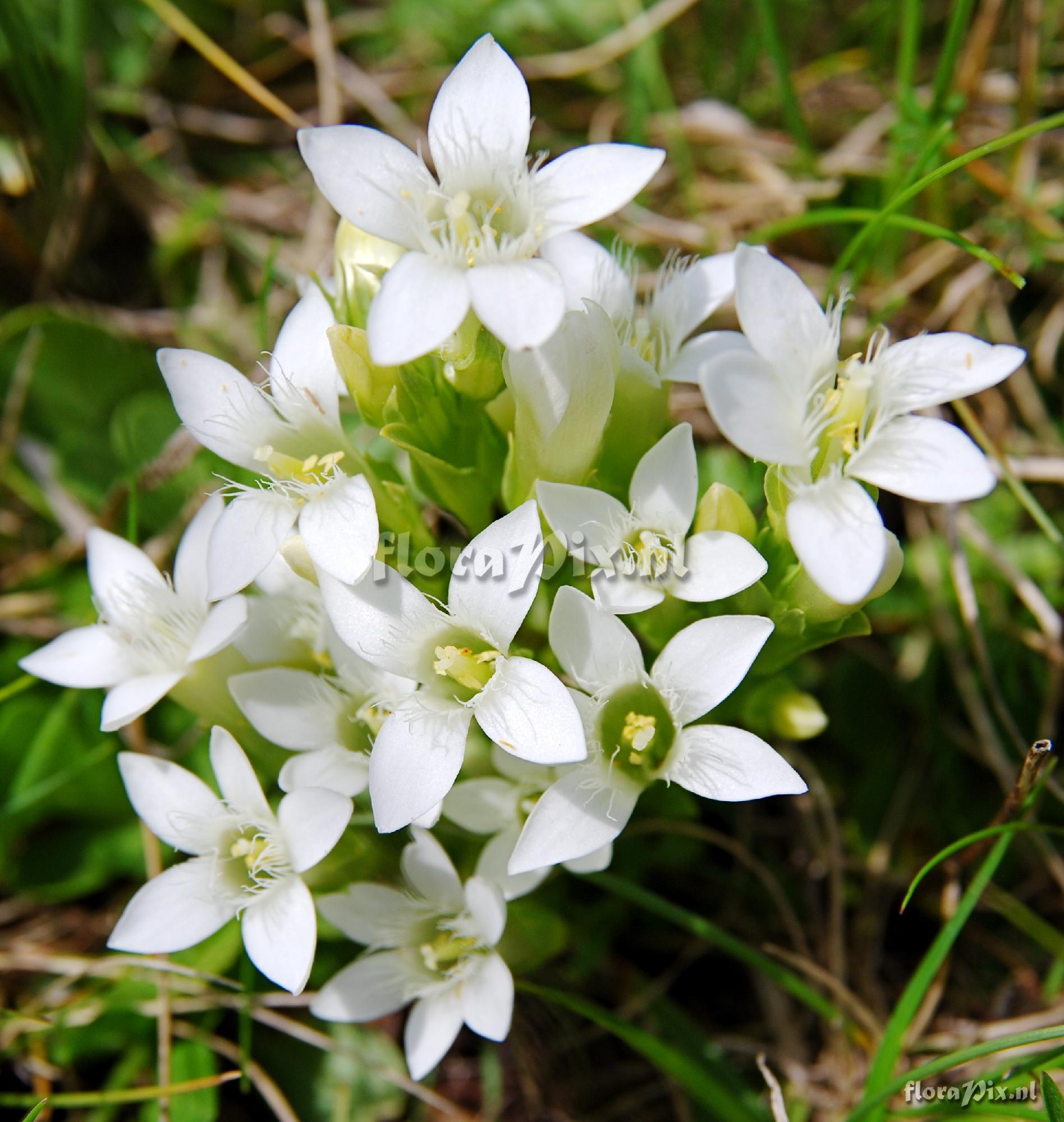 Gentianella campestris alba