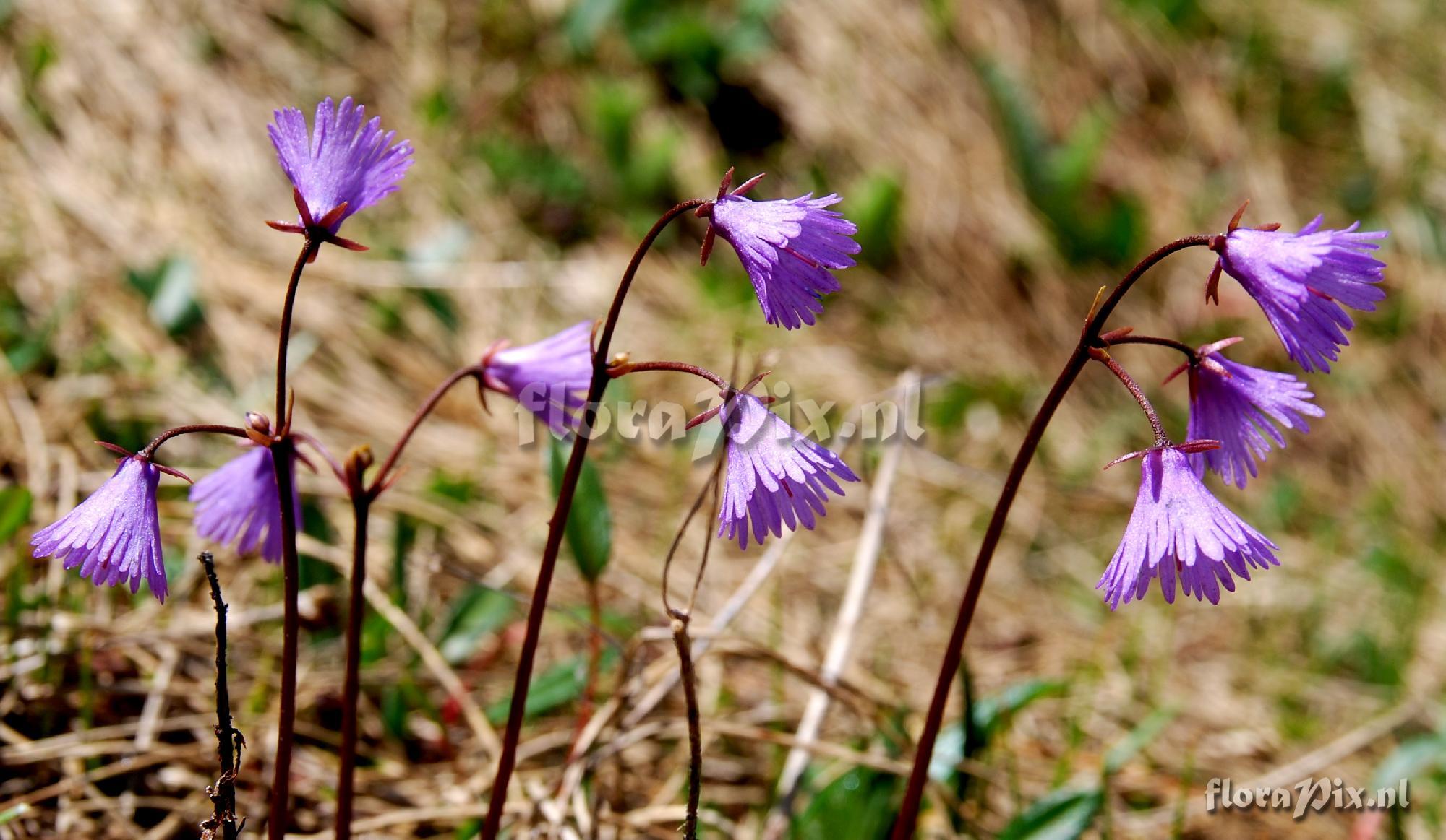 Soldanella alpina