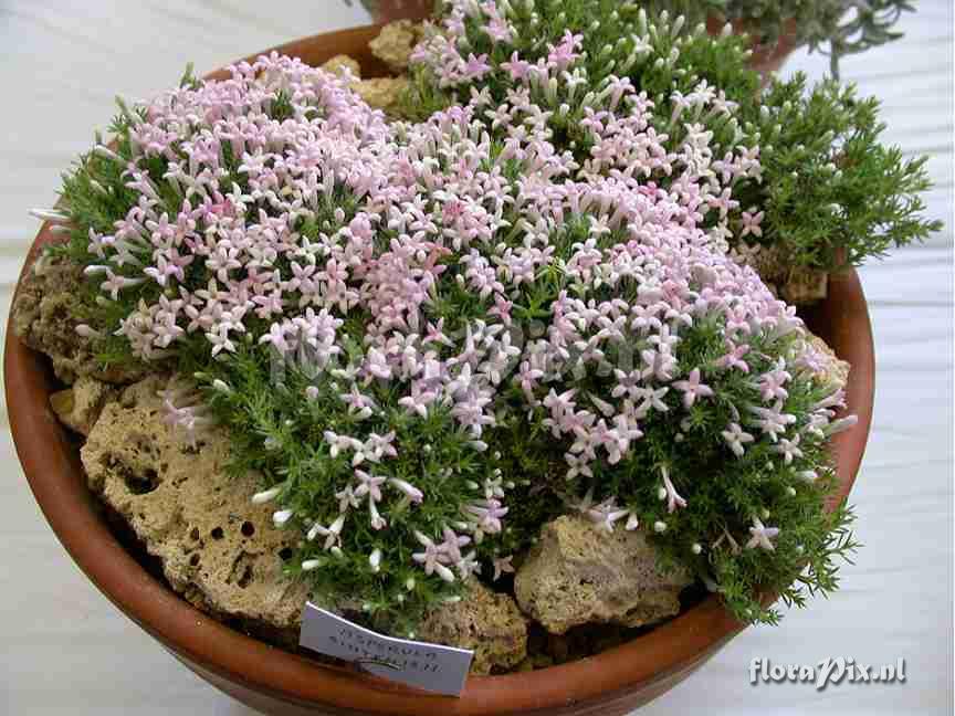 Asperula sintenisii