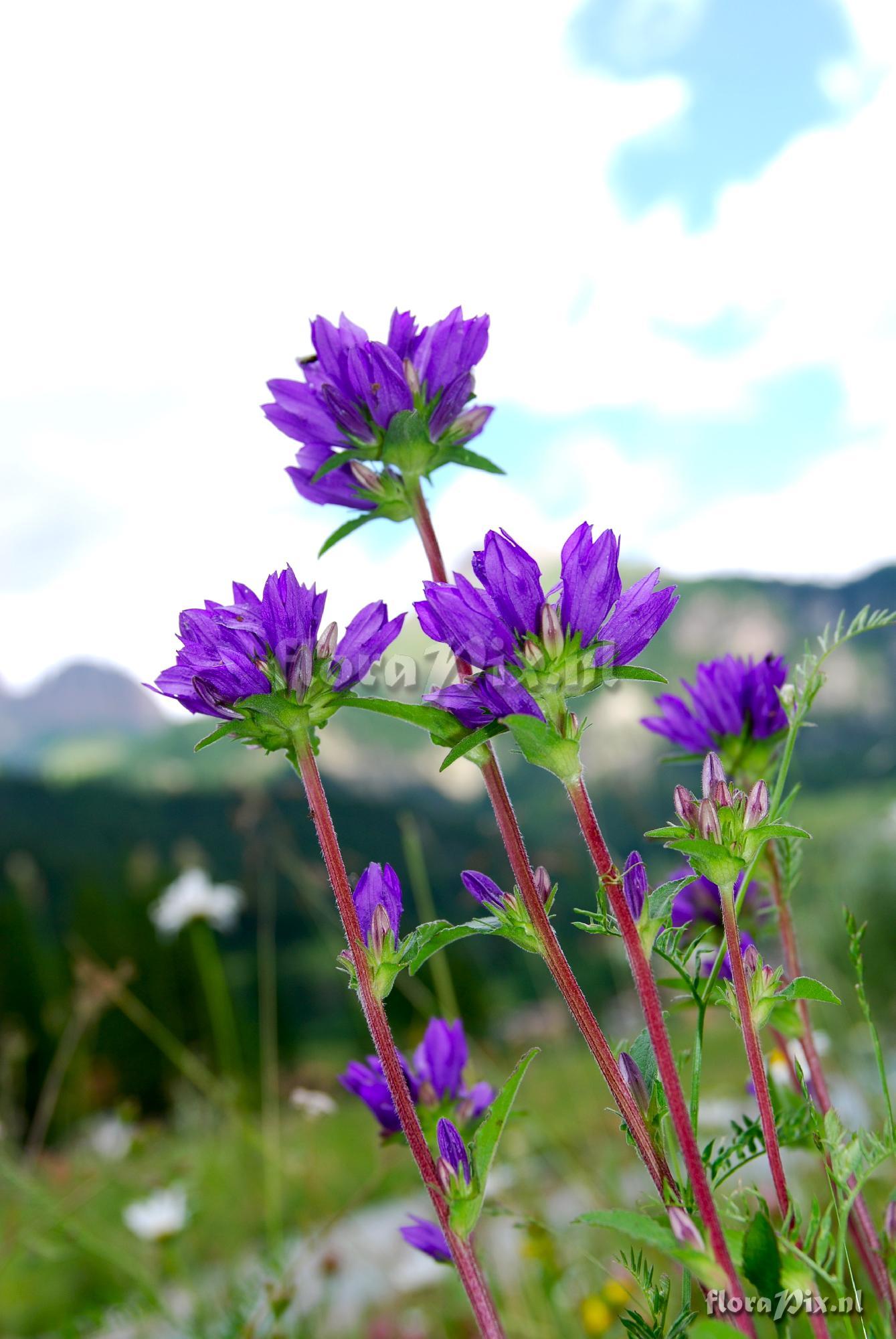 Campanula glomerata