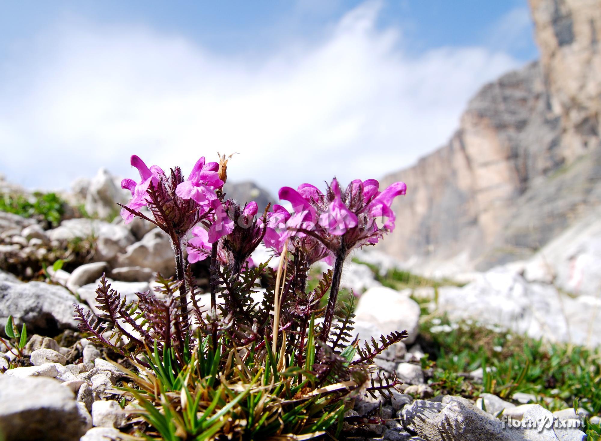 Pedicularis rostratocapitata