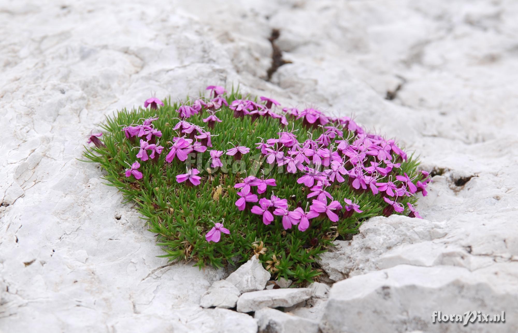 Silene acaulis