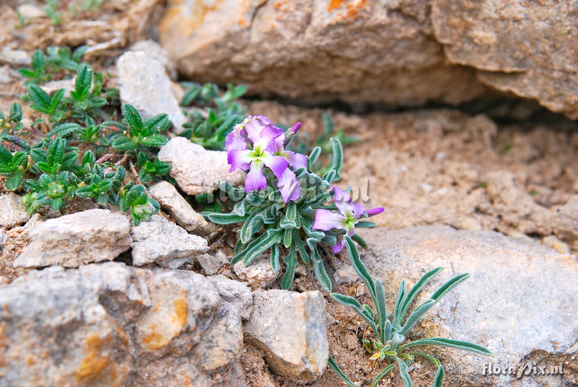 Matthiola perennis