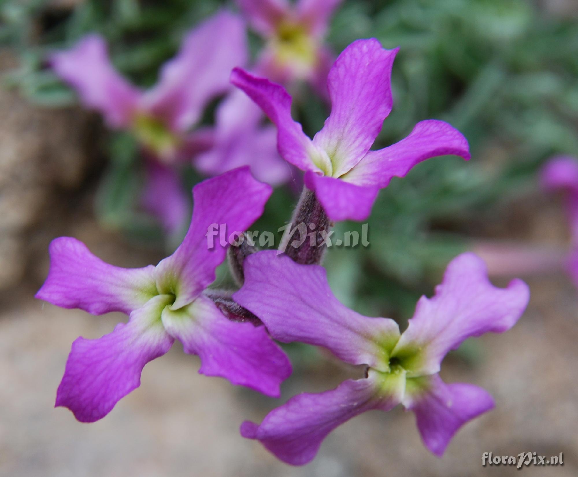 Matthiola perennis