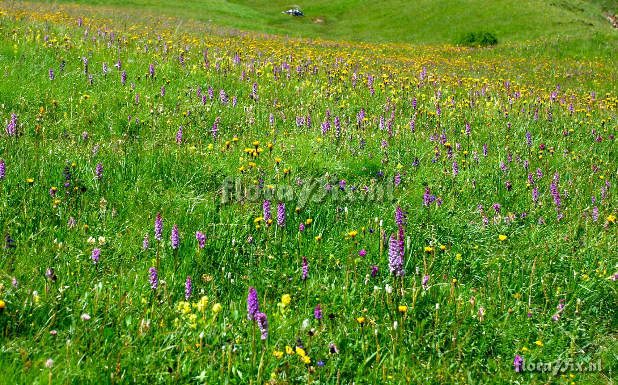 5-places Orchid meadow - Pordoi Pass, Dolomites