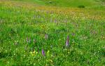 5-places Orchid meadow - Pordoi Pass, Dolomites