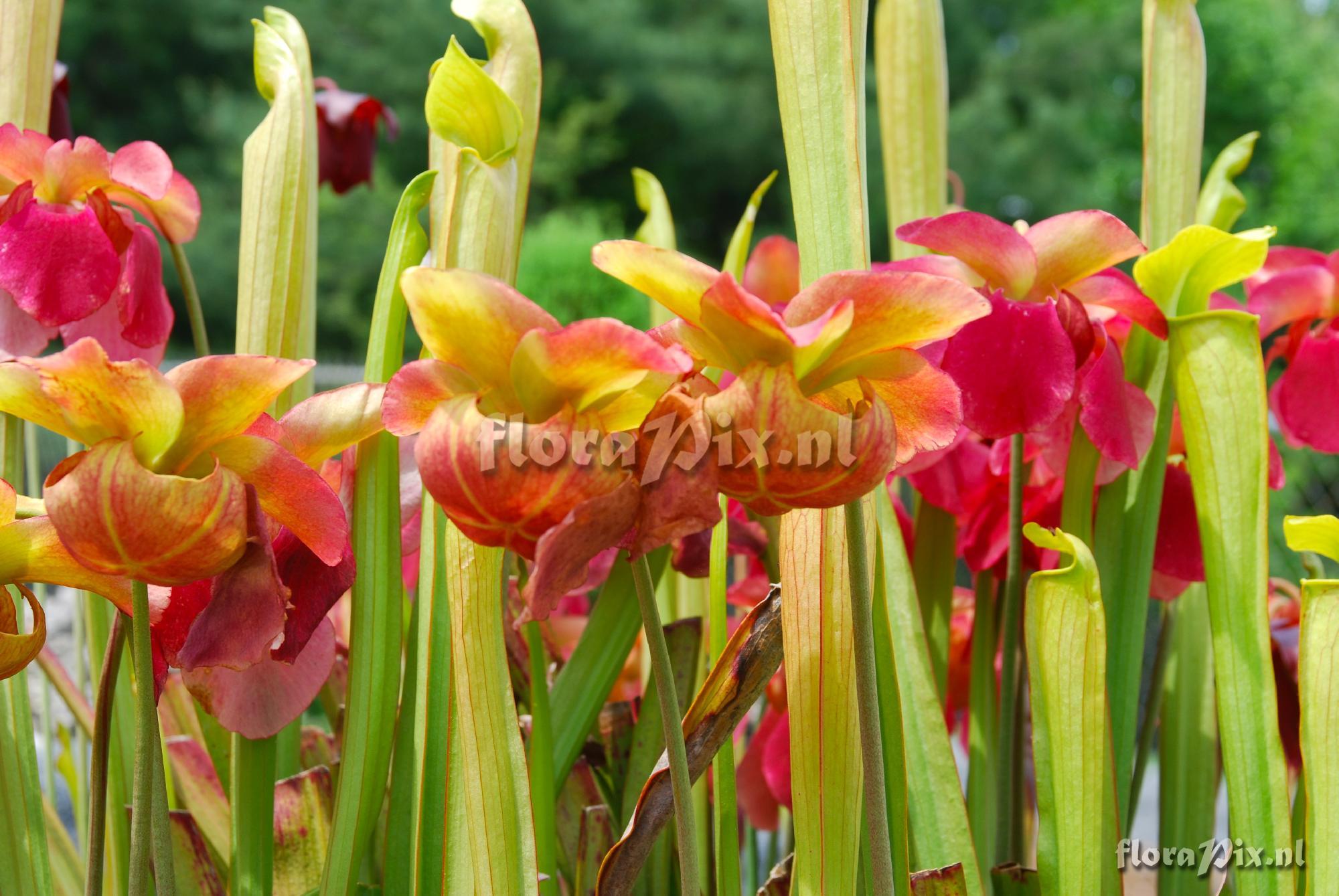 Sarracenia trough in North Carolina