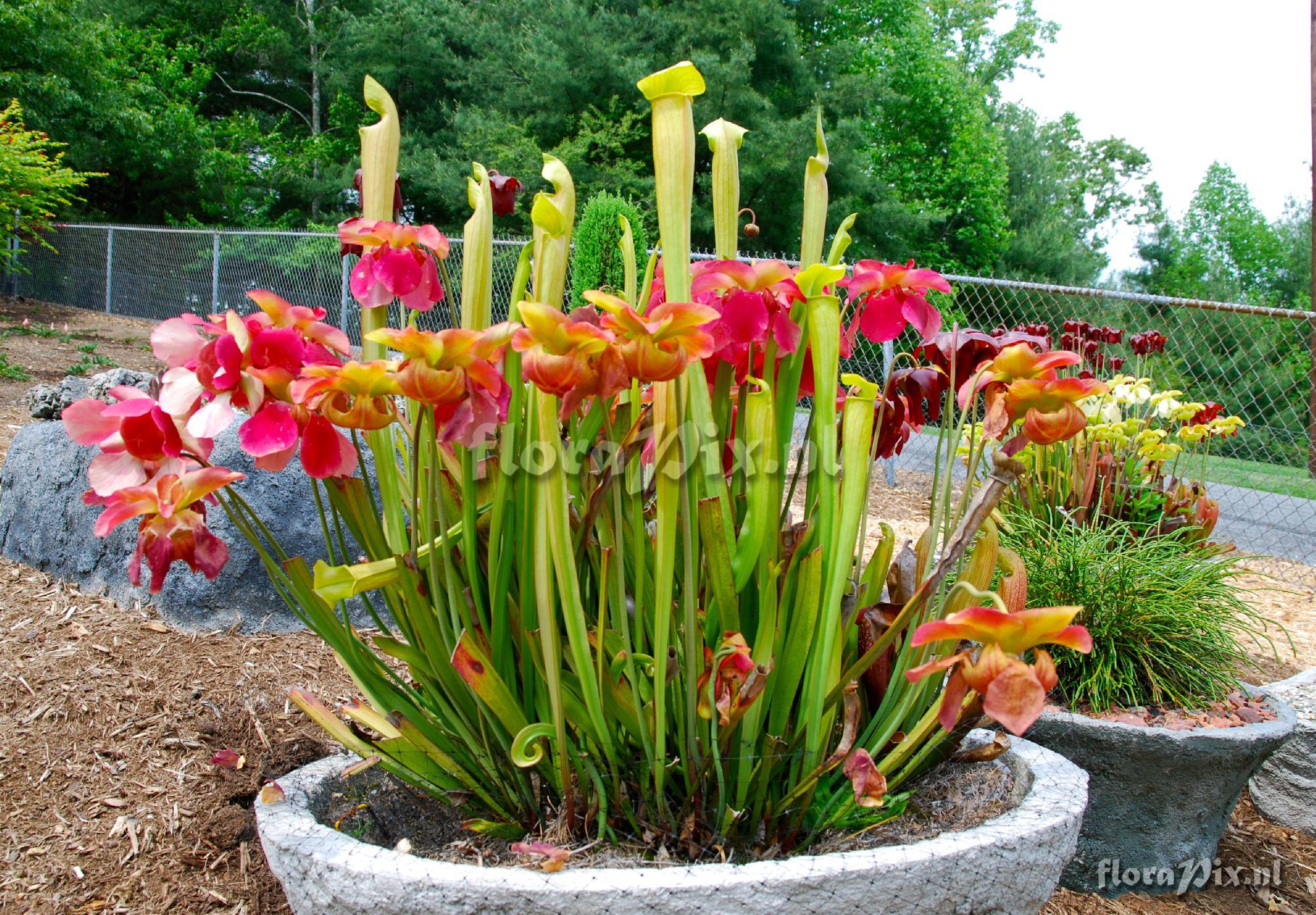 Sarracenia trough in North Carolina