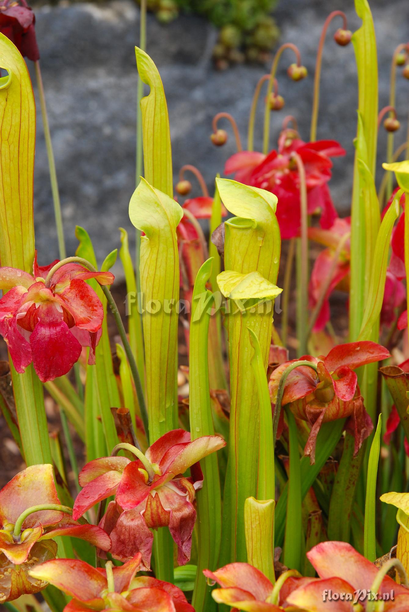 Sarracenia trough in North Carolina