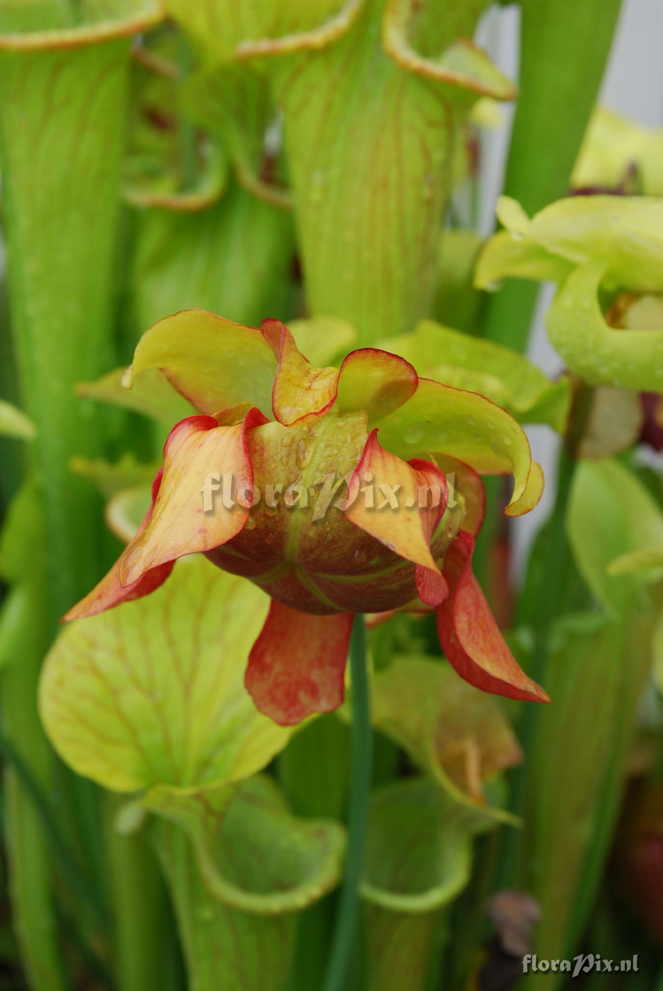 Sarracenia trough in North Carolina