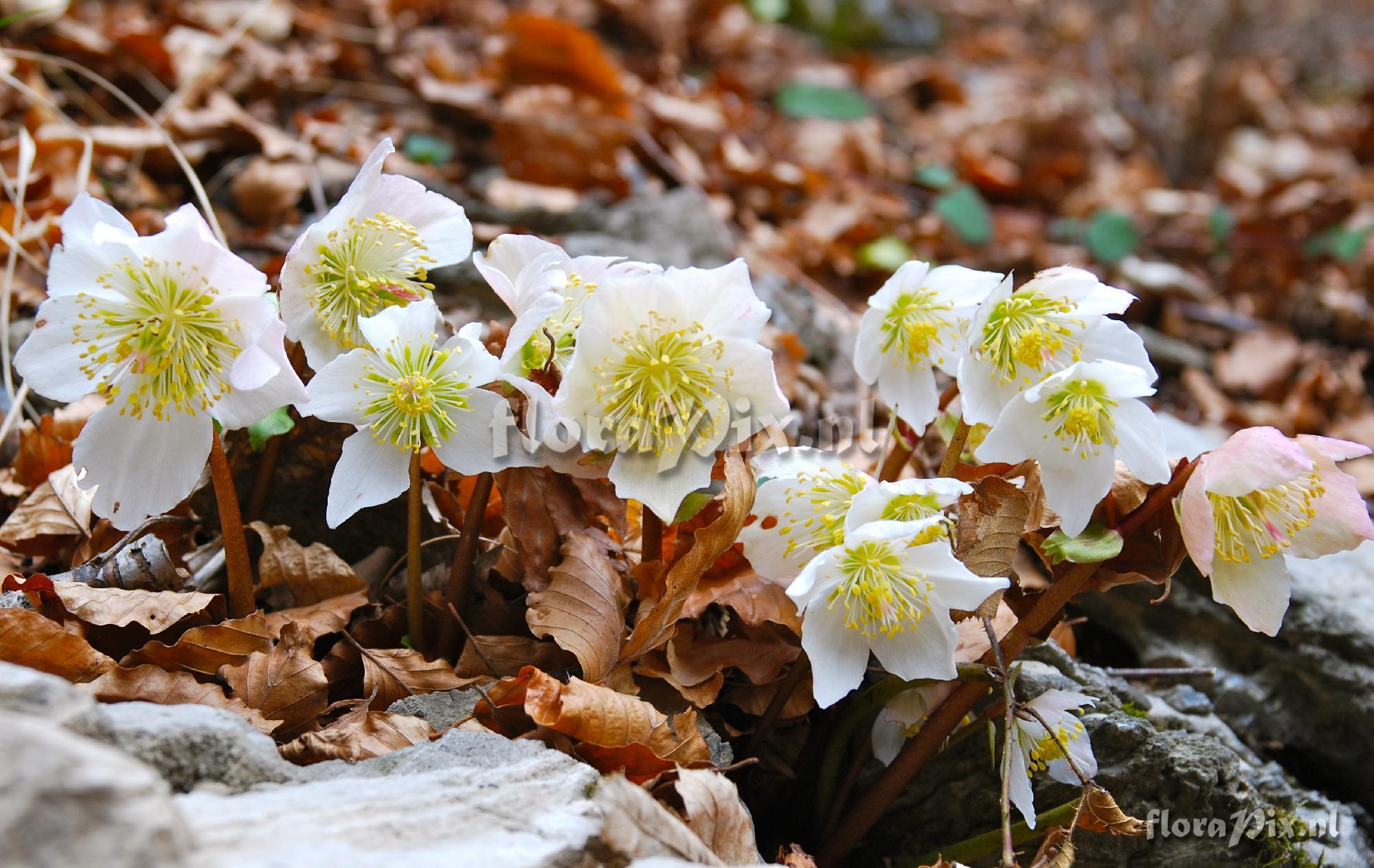 Helleborus niger