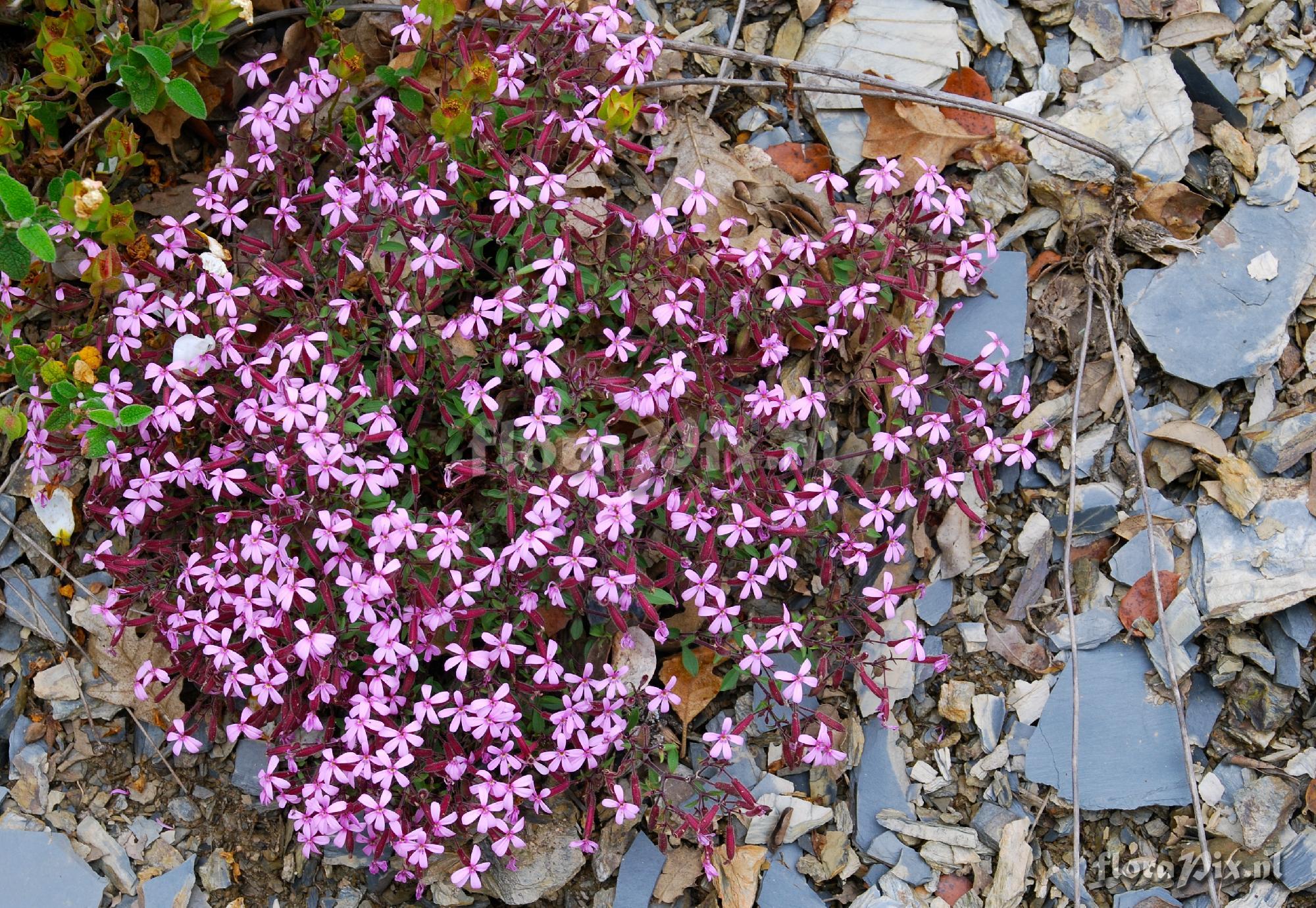 Saponaria ocymoides