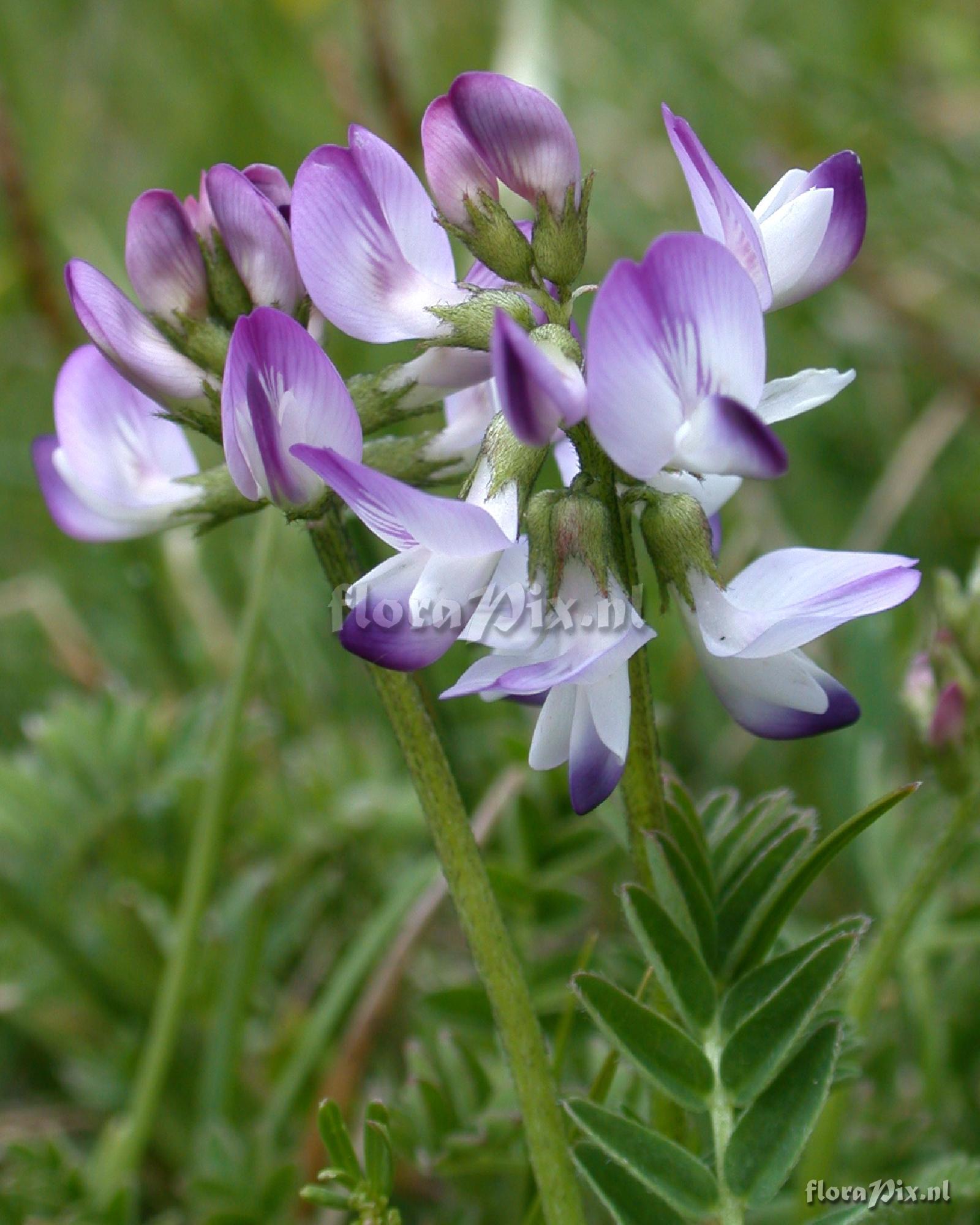 Astragalus alpinus ssp. alpinus