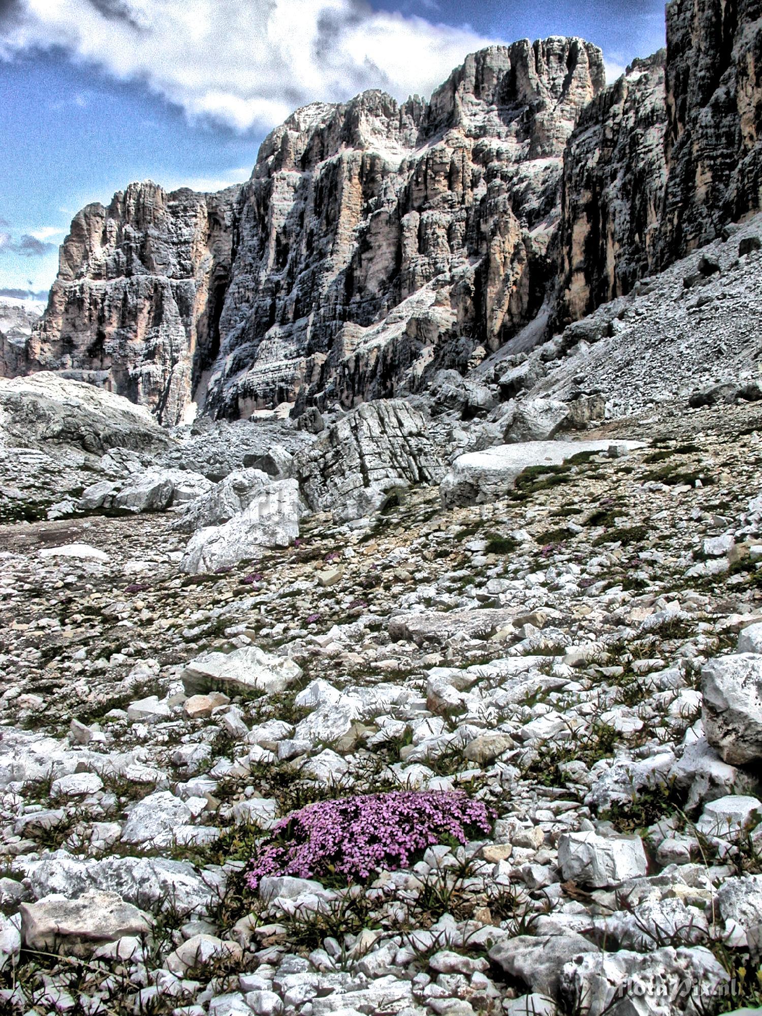 Silene acaulis