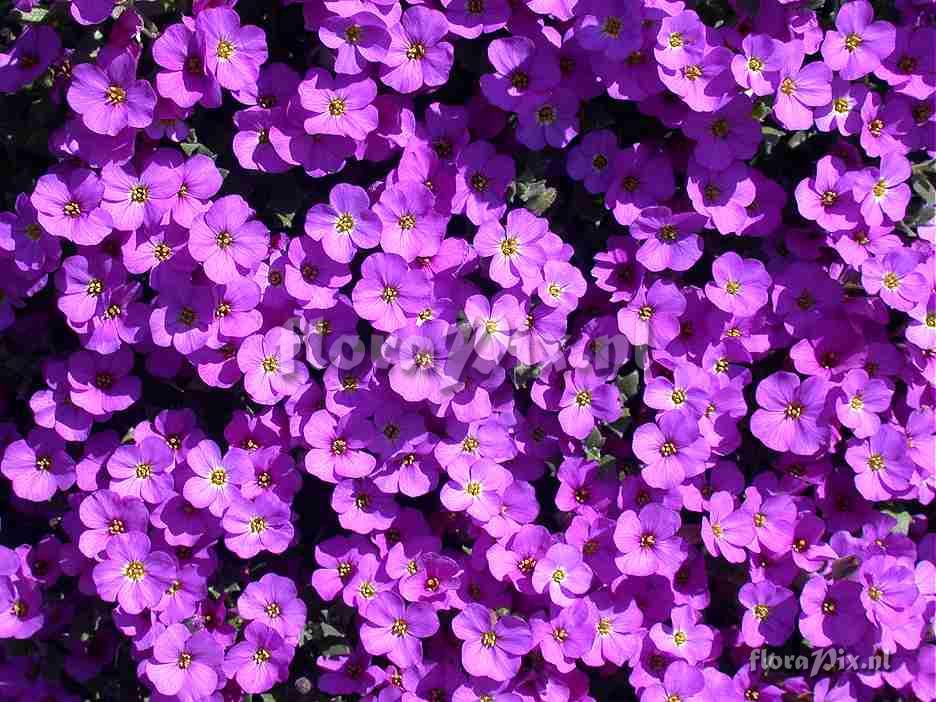 Aubrieta planted wall