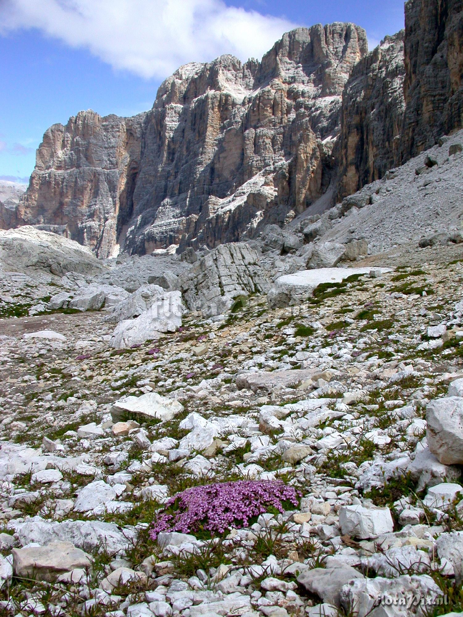 Silene acaulis