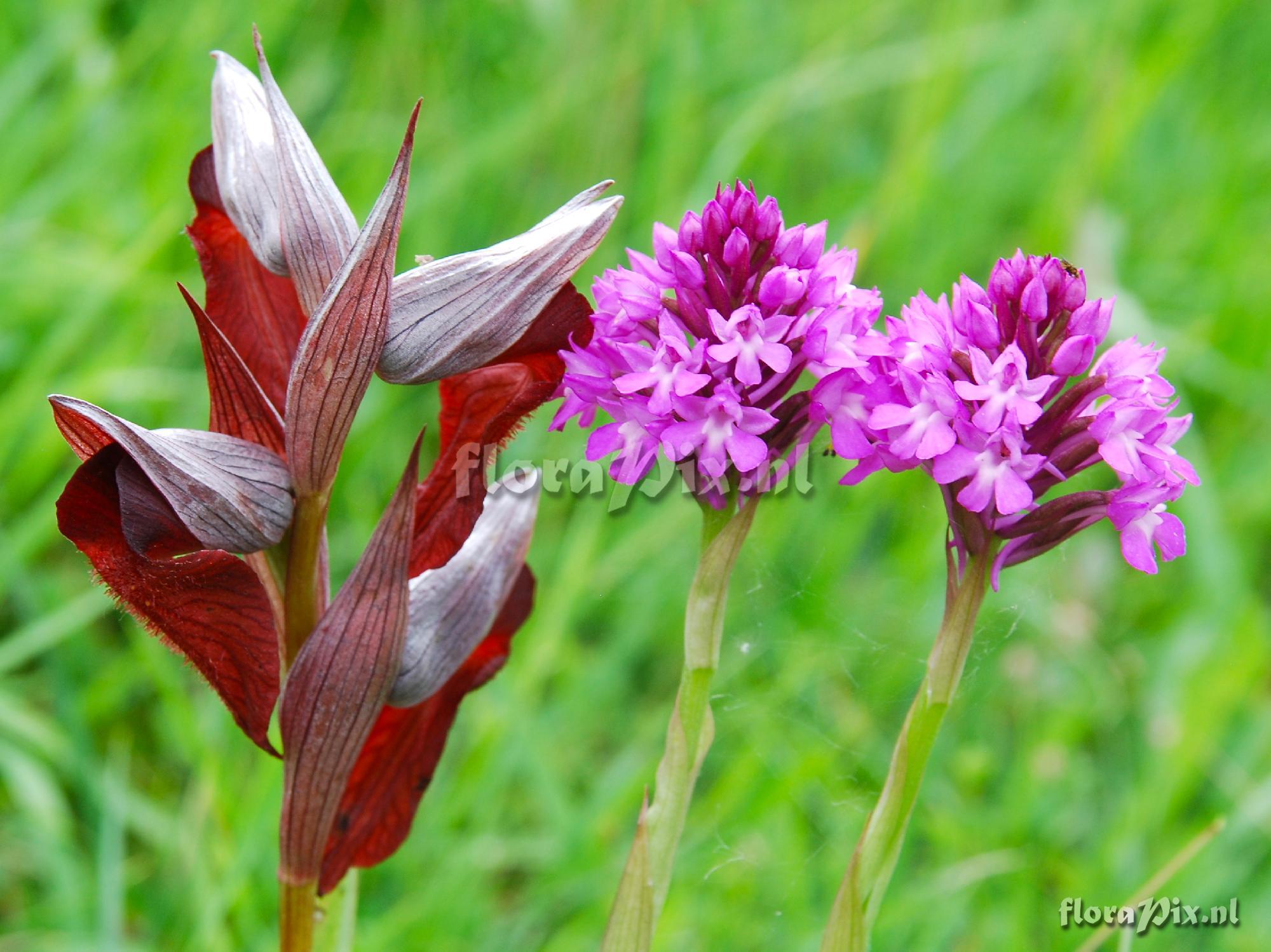 Anacamptis pyramidalis