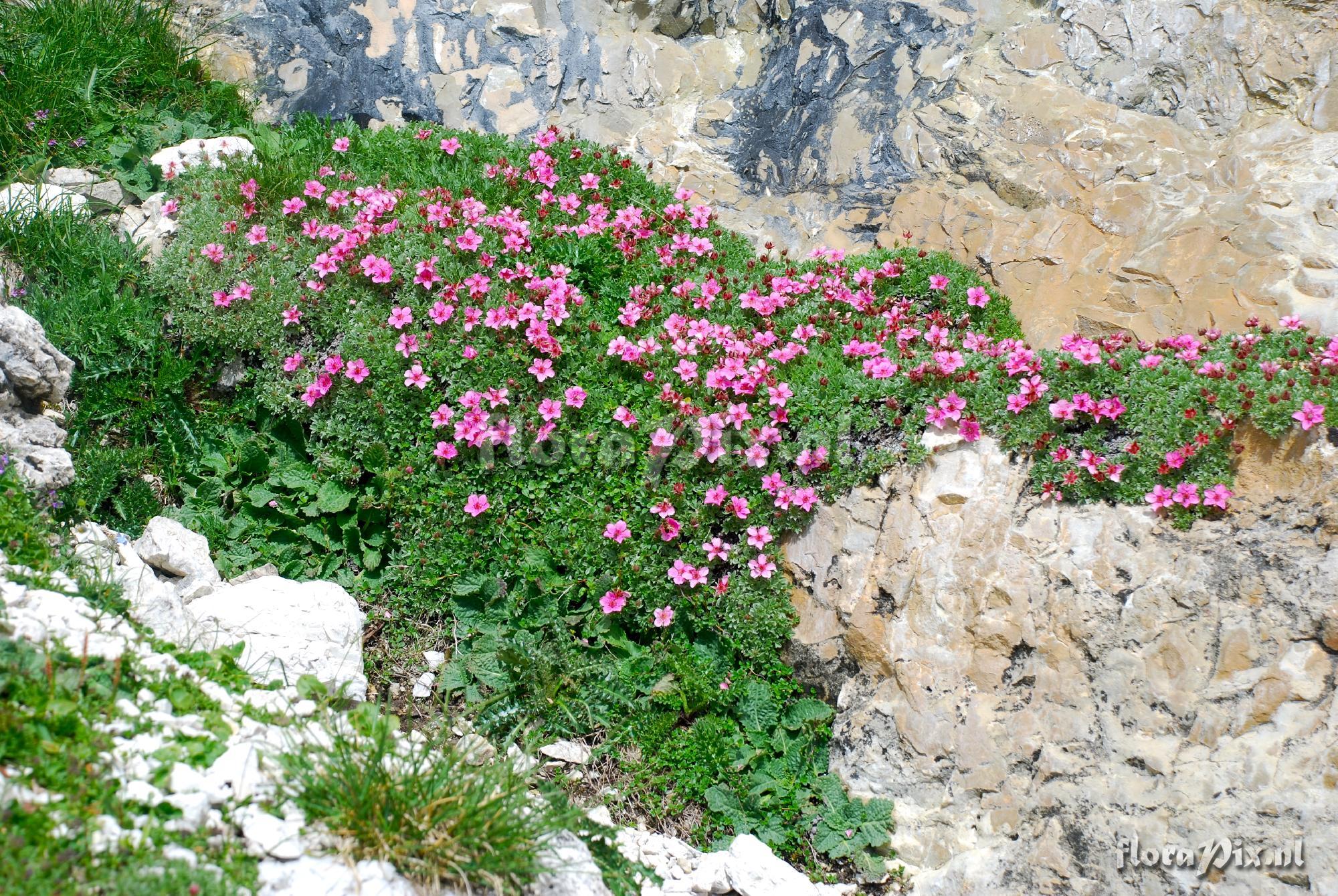 Potentilla nitida rubra