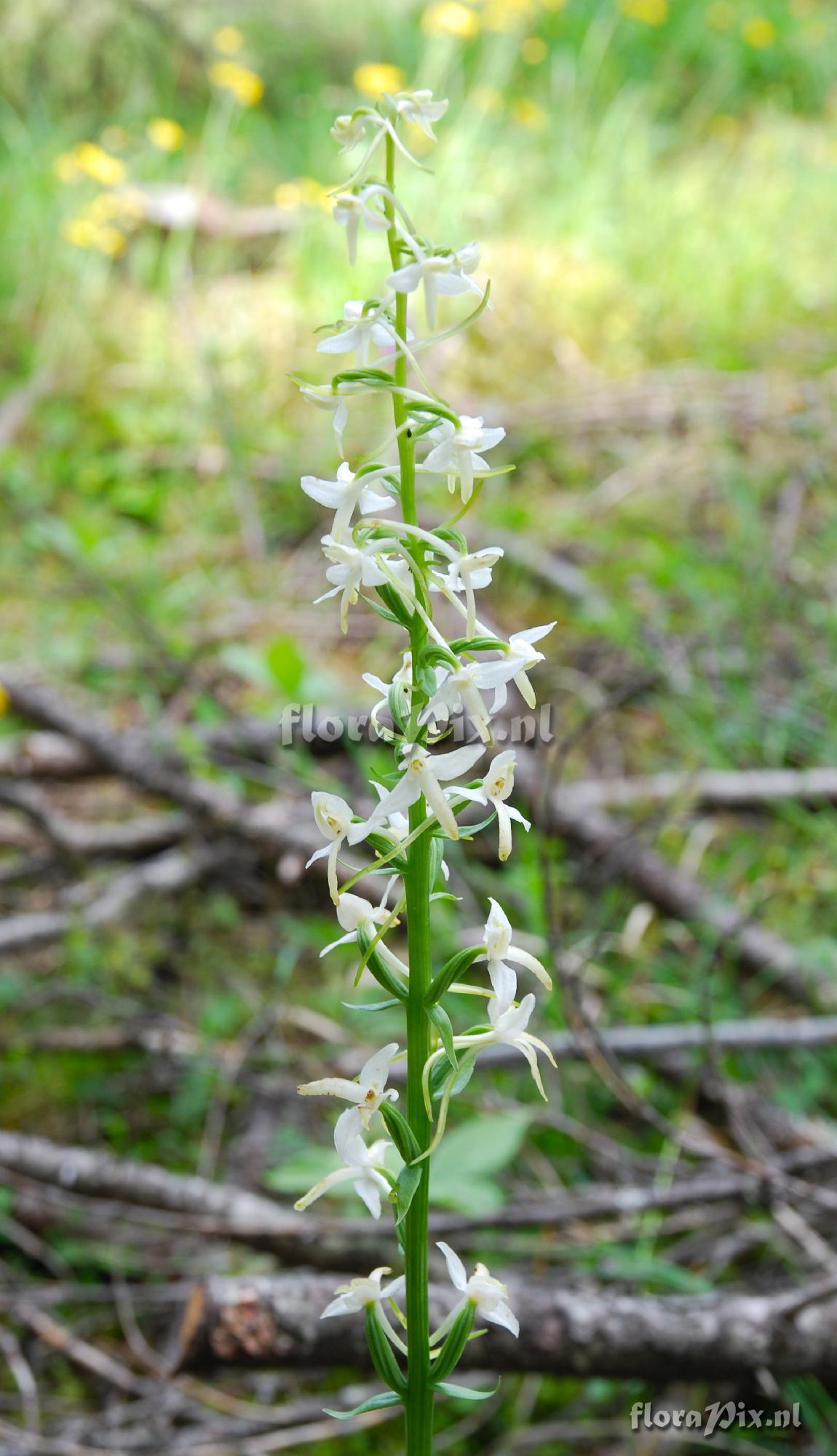 Platanthera bifolia