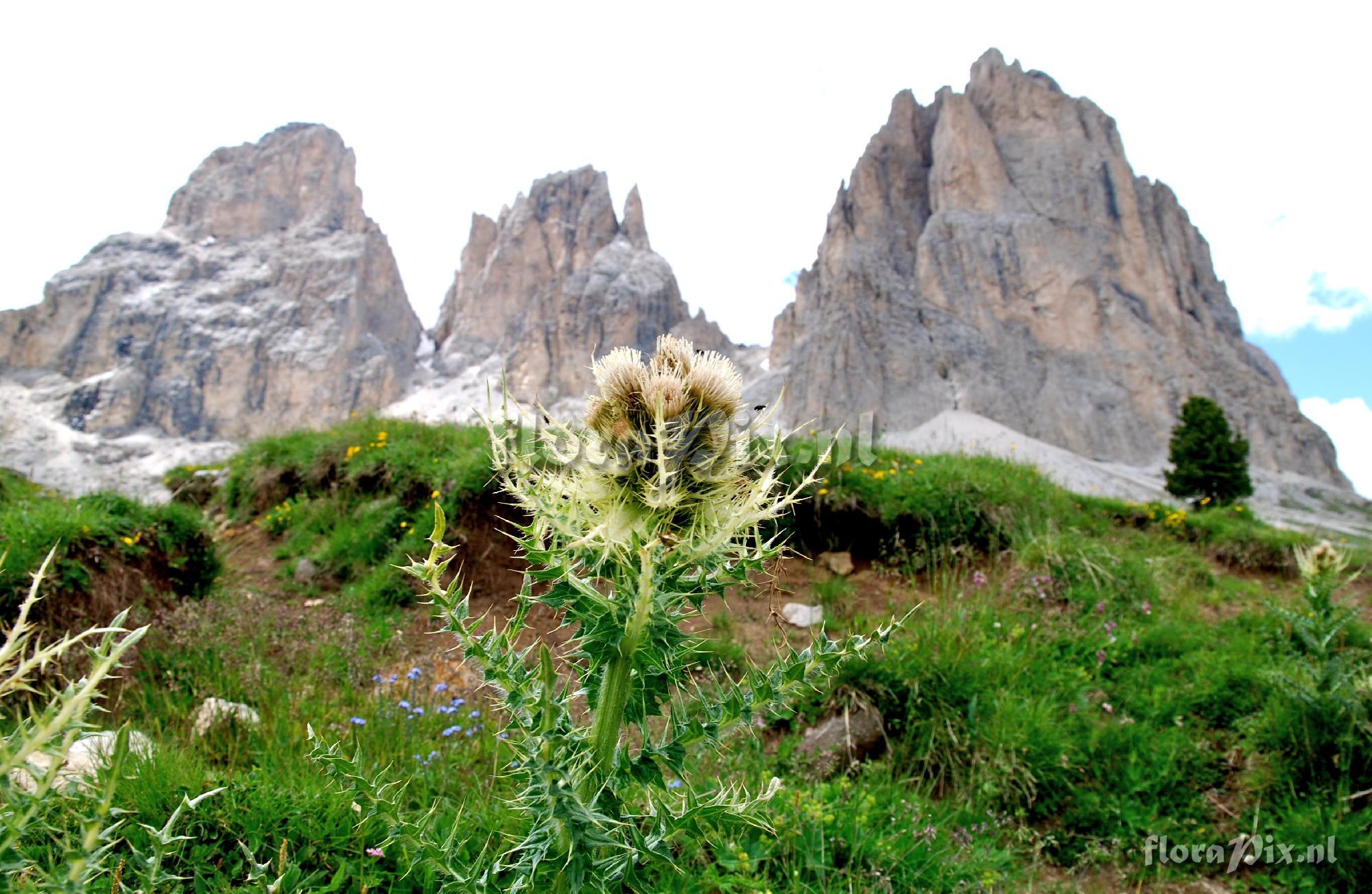 Cirsium spinosissimum