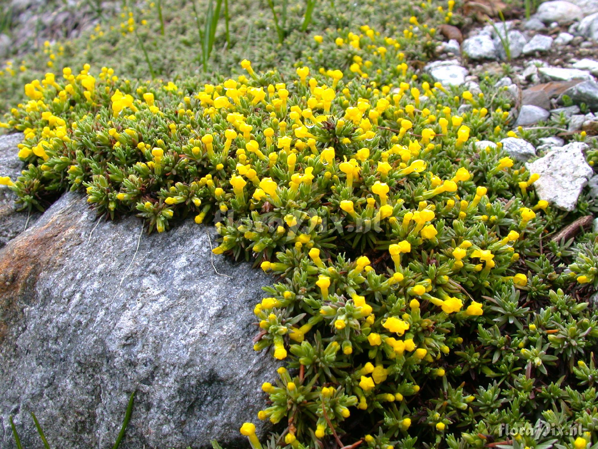 Vitaliana primuliflora