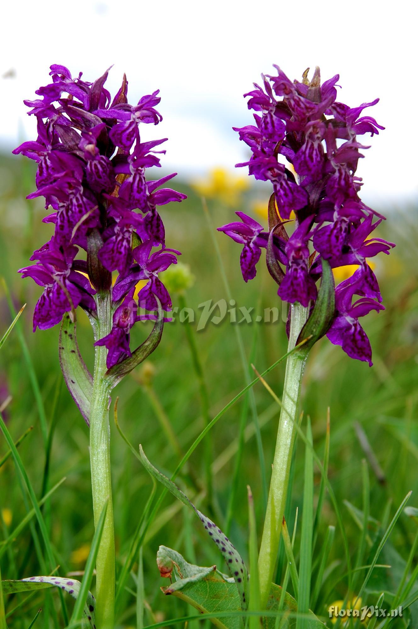 Dactylorhiza majalis