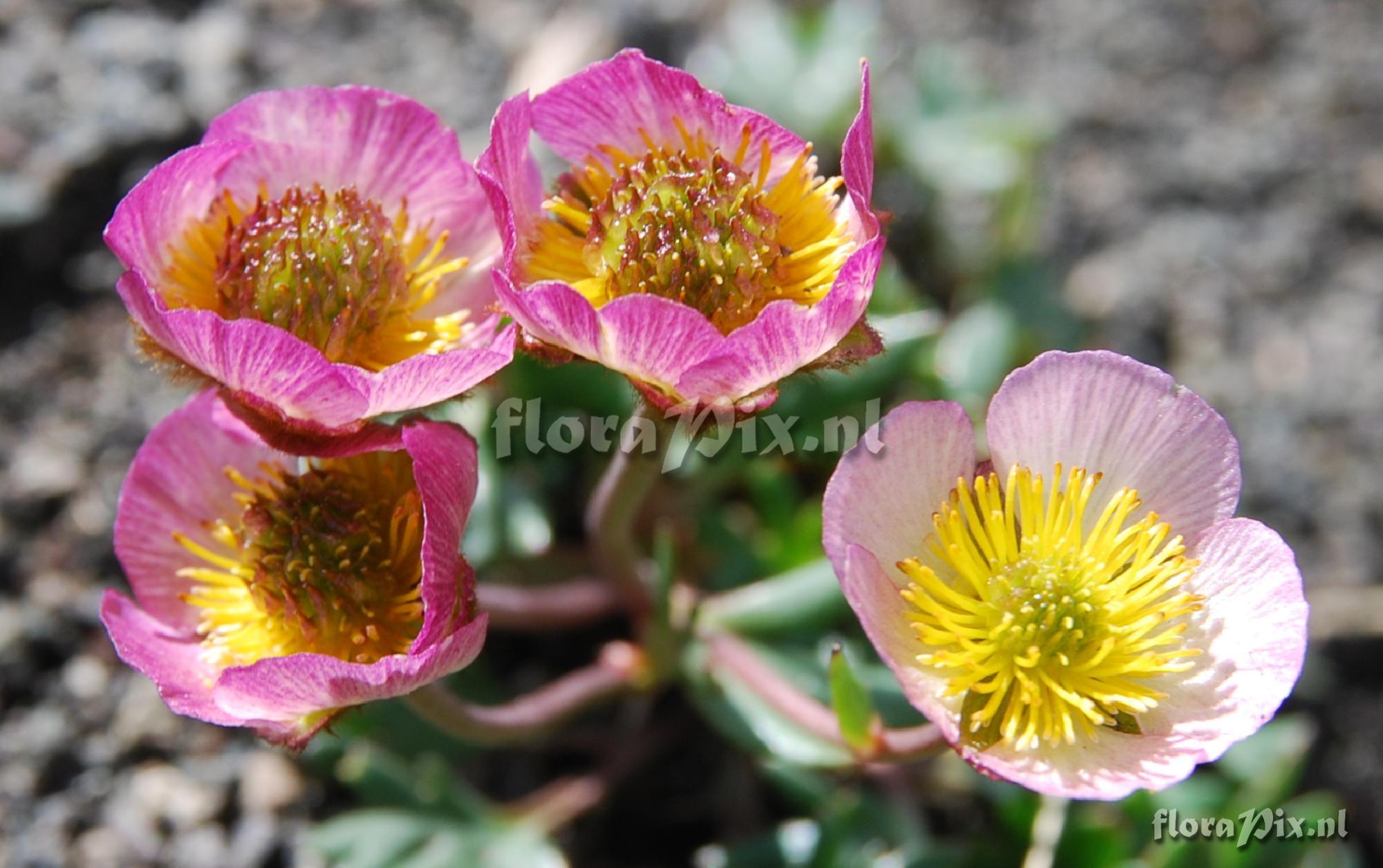 Ranunculus glacialis