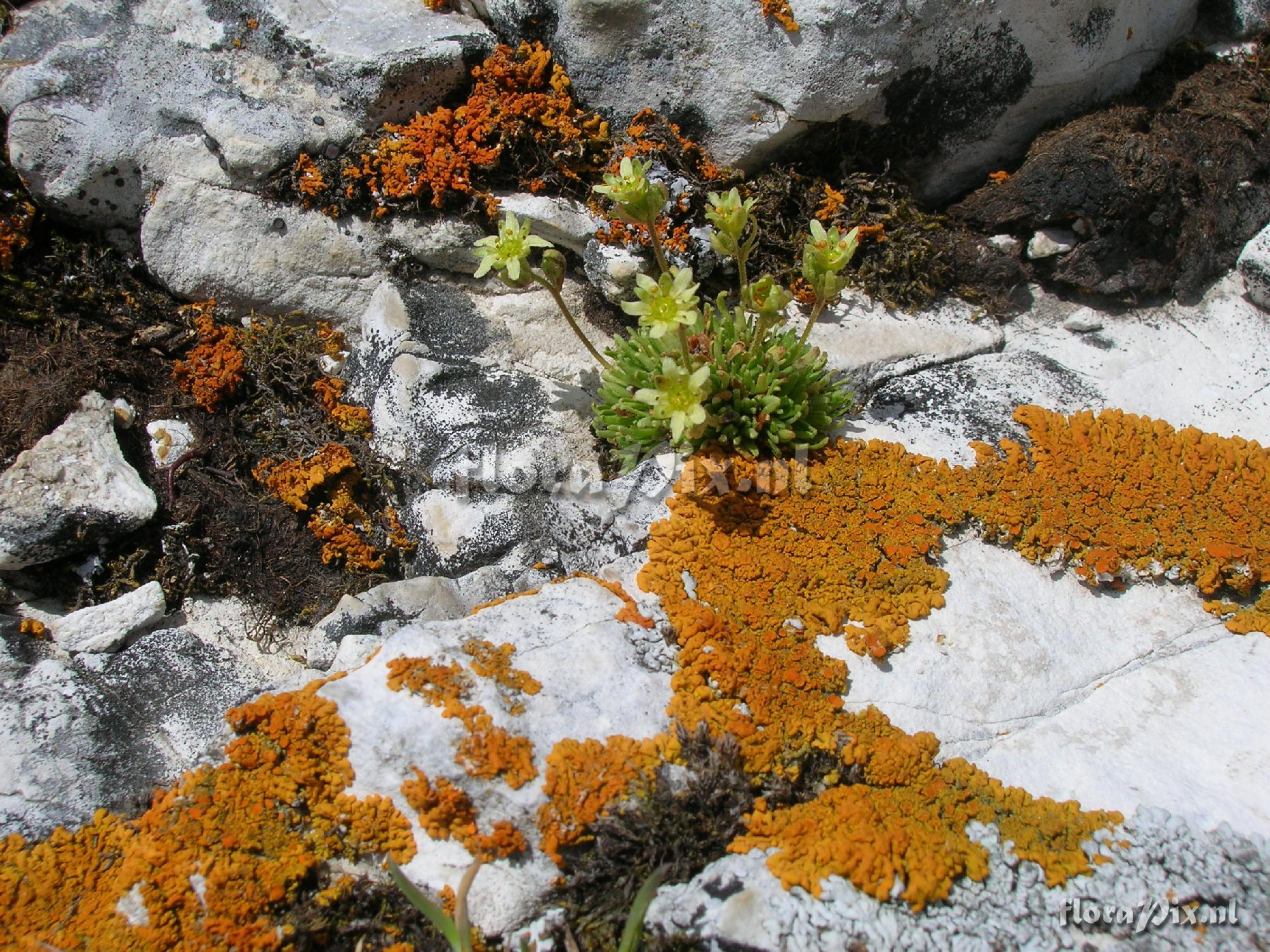 Saxifraga seguieri