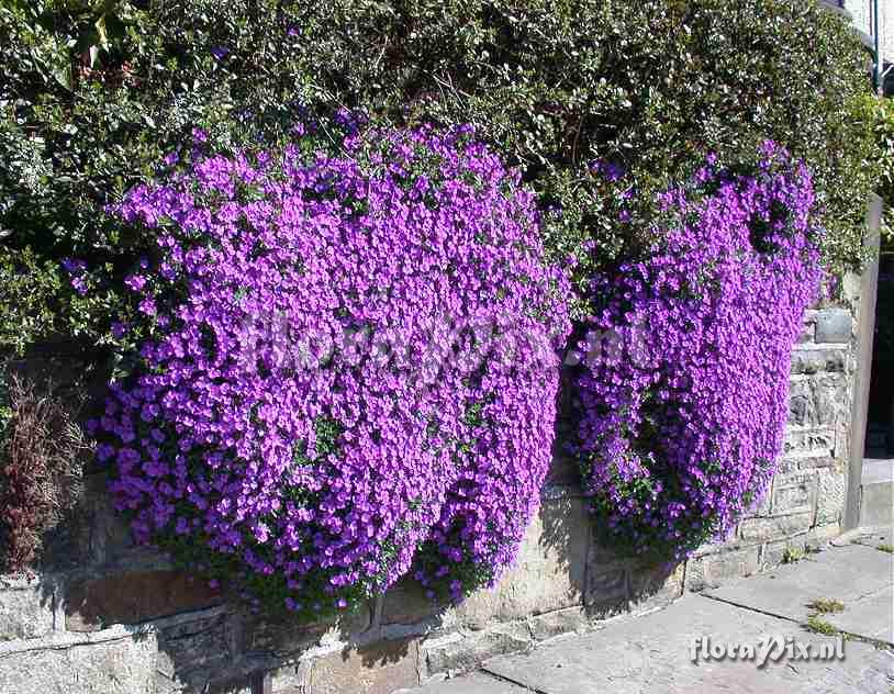 Aubrieta wall close-up