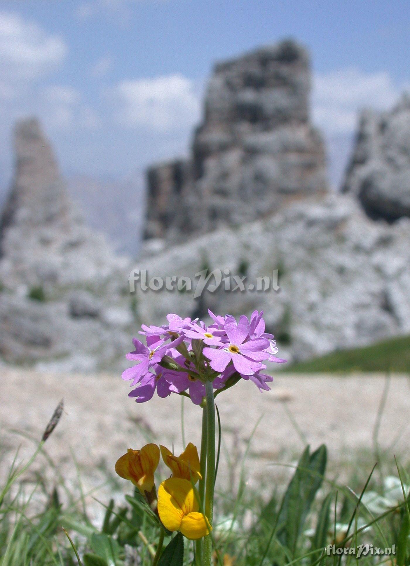 Primula farinosa