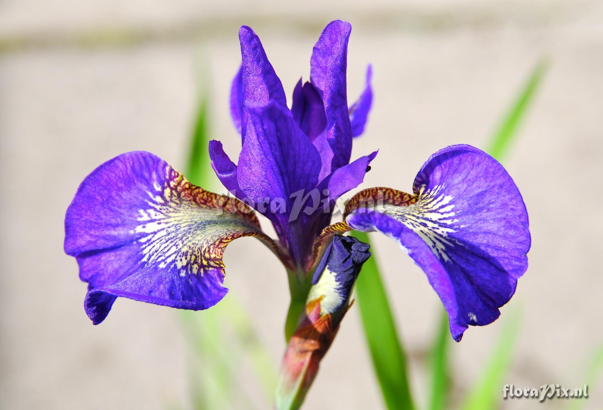 Iris speces