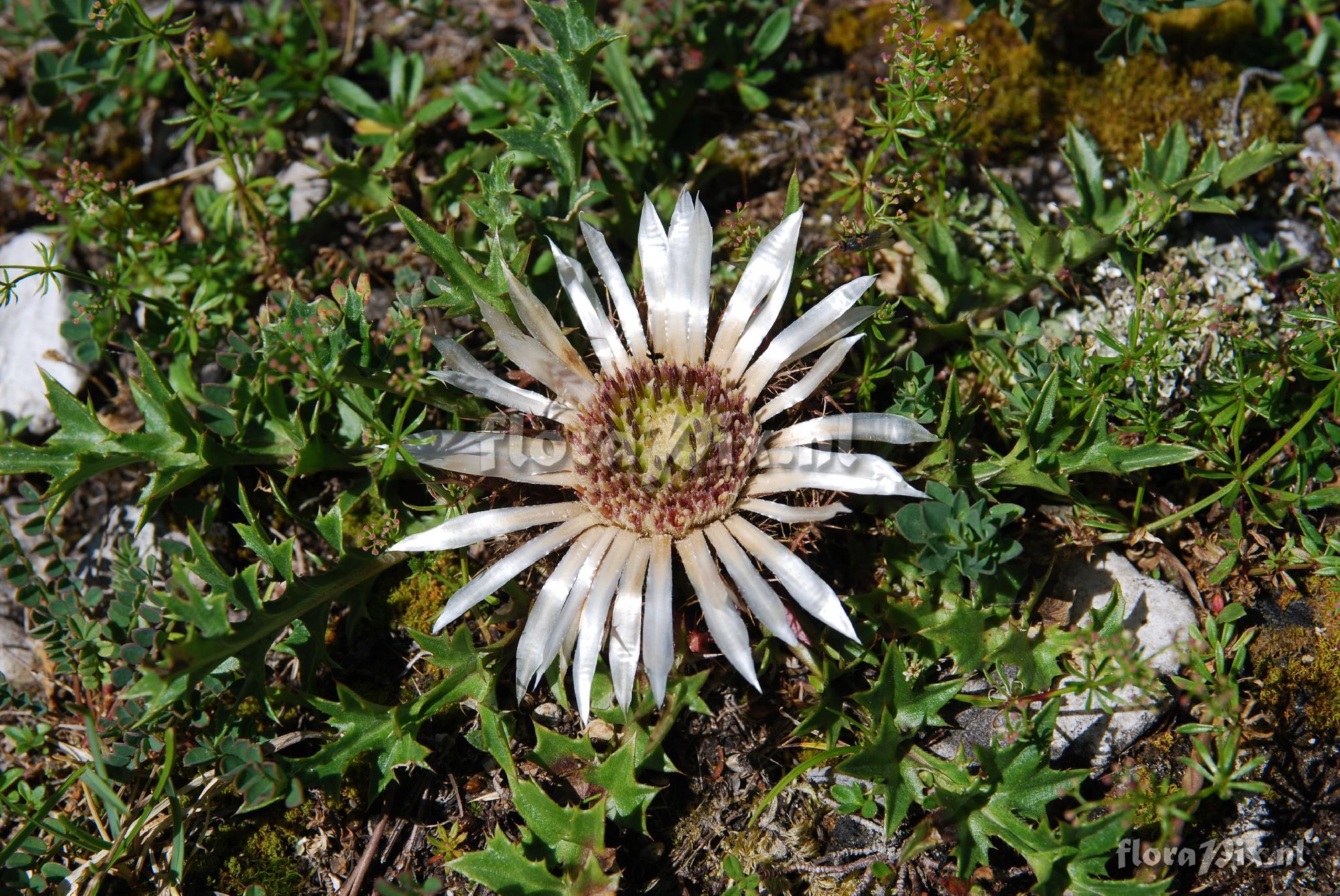 Carlina acaulis ssp. acaulis