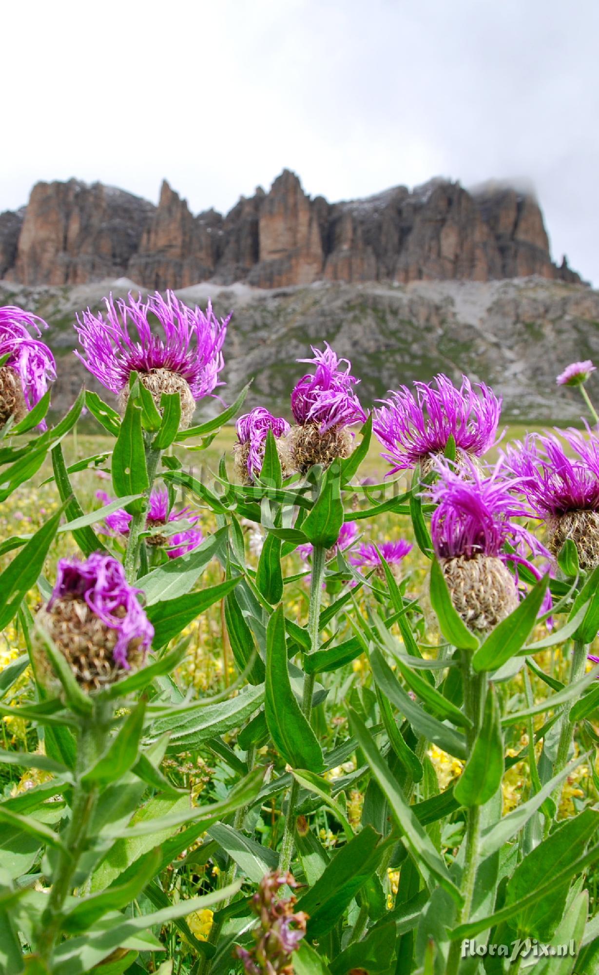 Centaurea pseudophrygia (C.A.Mey)